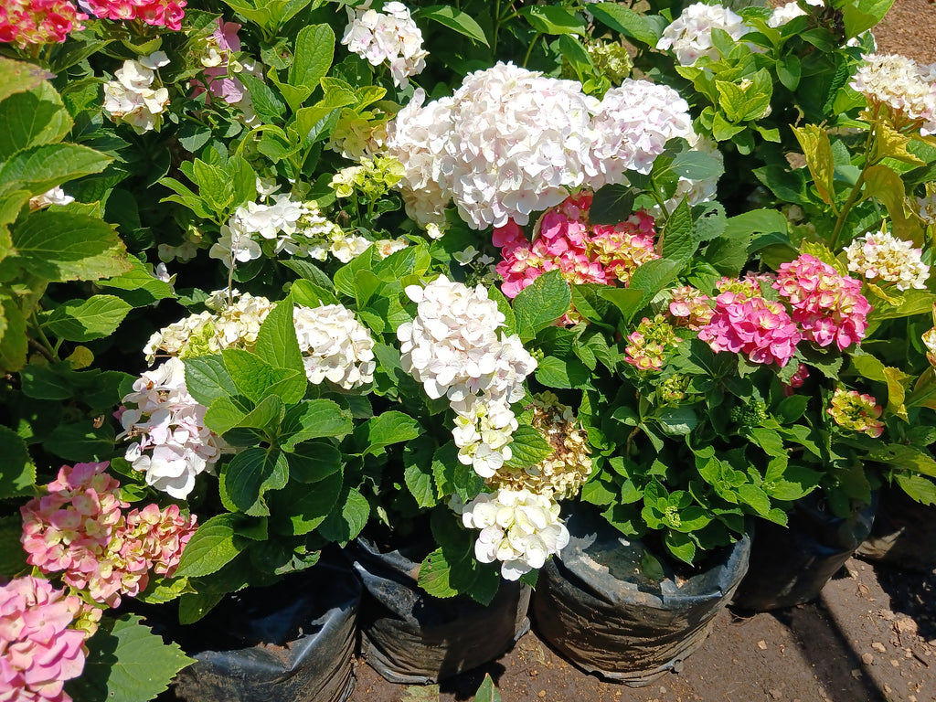 Hydrangea - 10L Various Colours