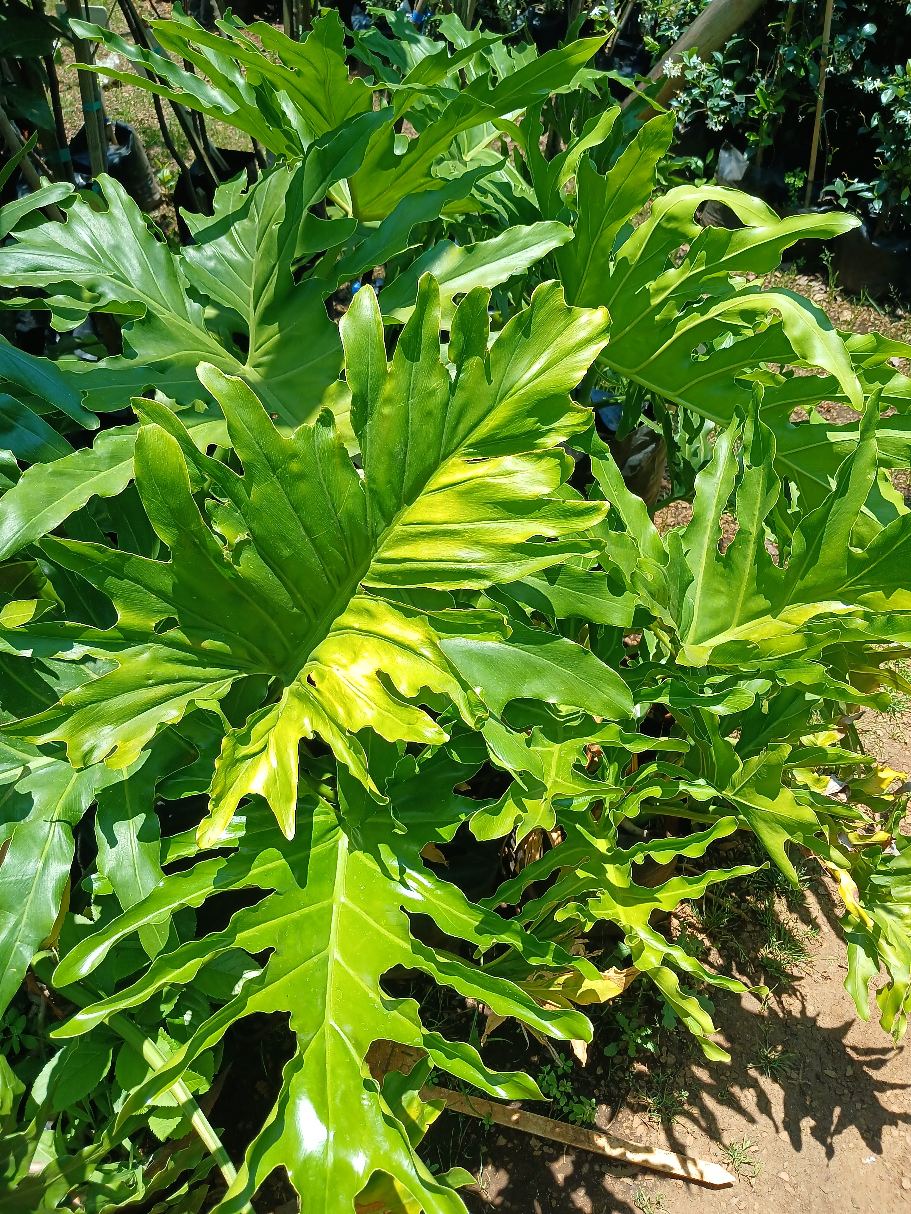 Philodendron Selloum 20L