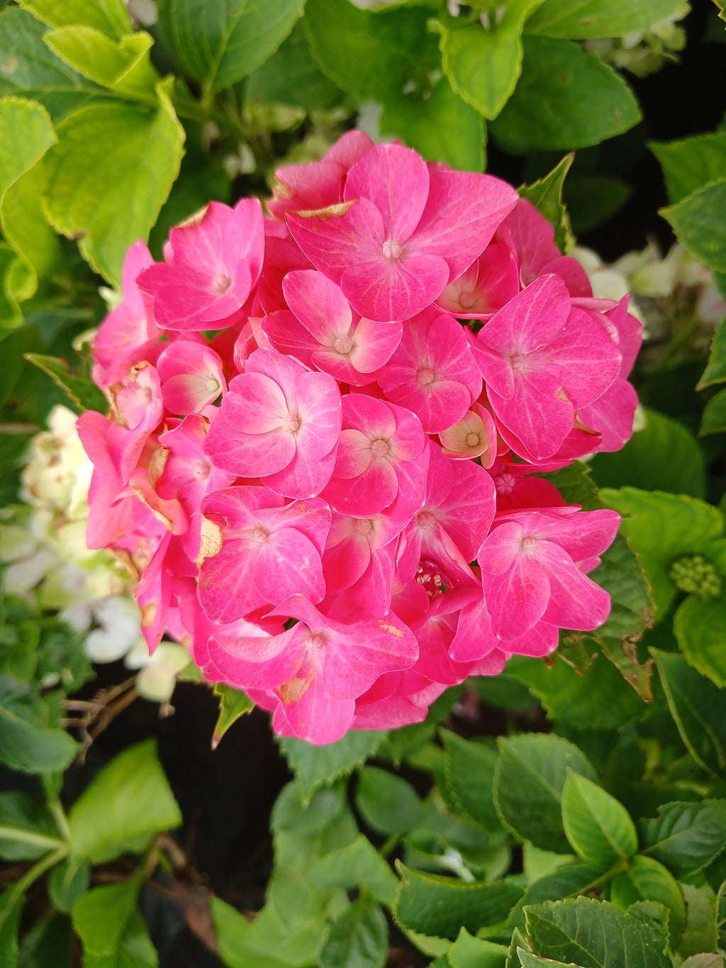 Hydrangea - 10L Various Colours