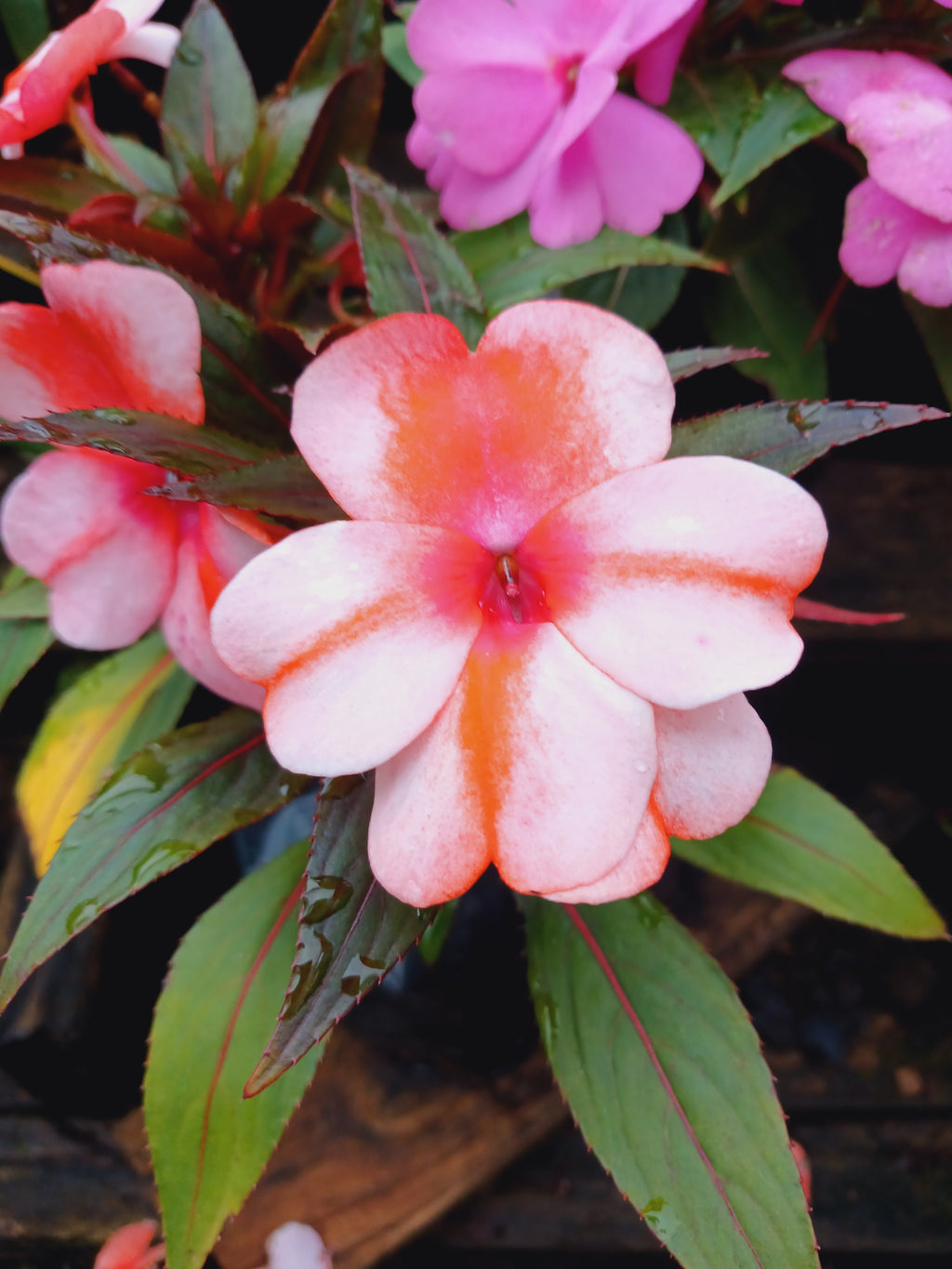 Impatiens New Guinea 15cm pots