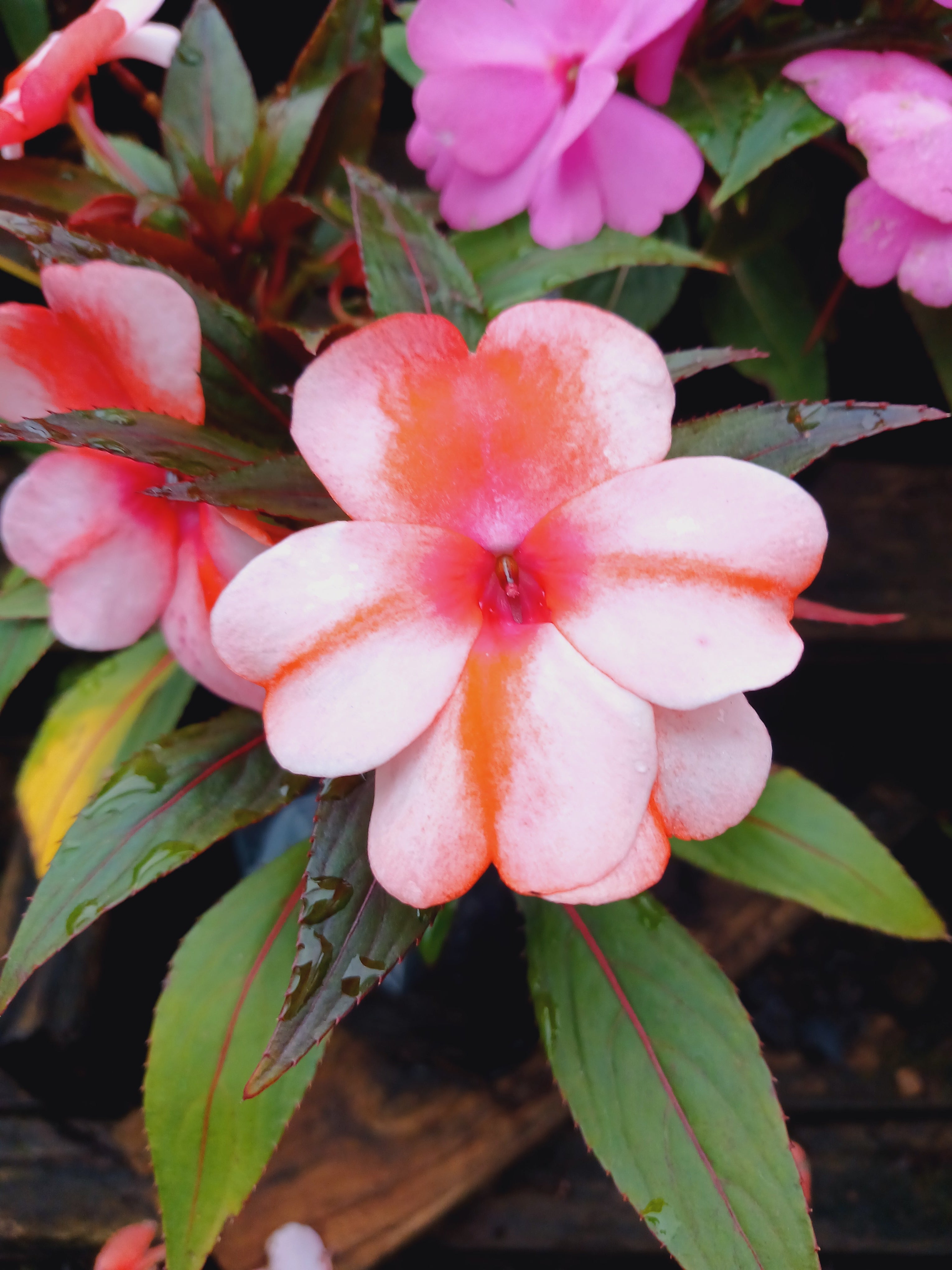 Impatiens New Guinea 15cm pots
