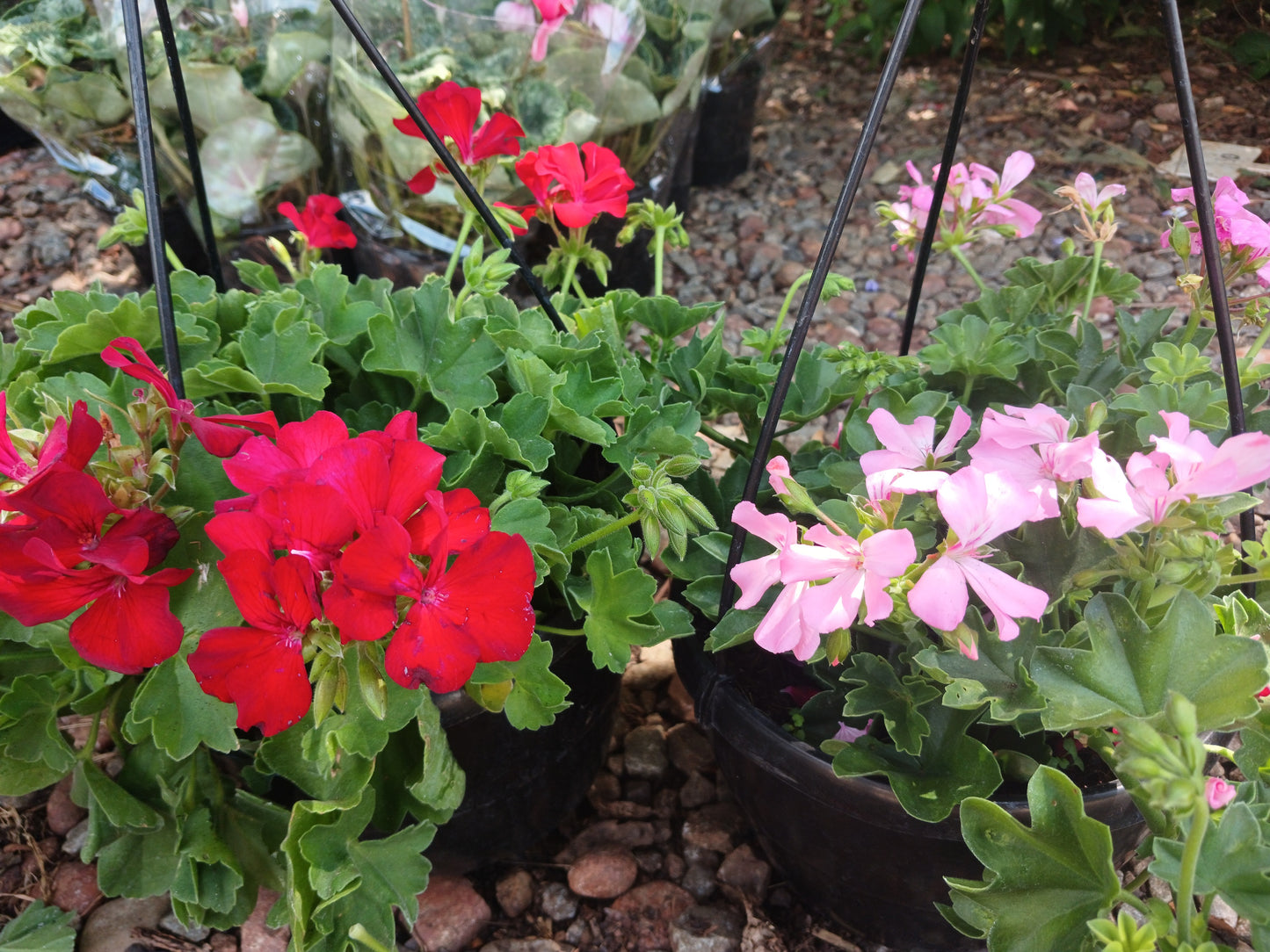 Pelargonium Peltatum 'Marcada' 20cm HB