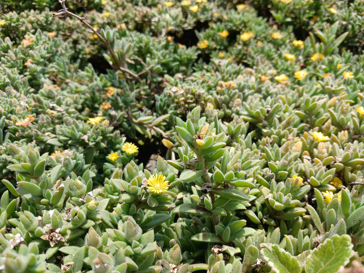 Delosperma Ecklonis - 2,5L