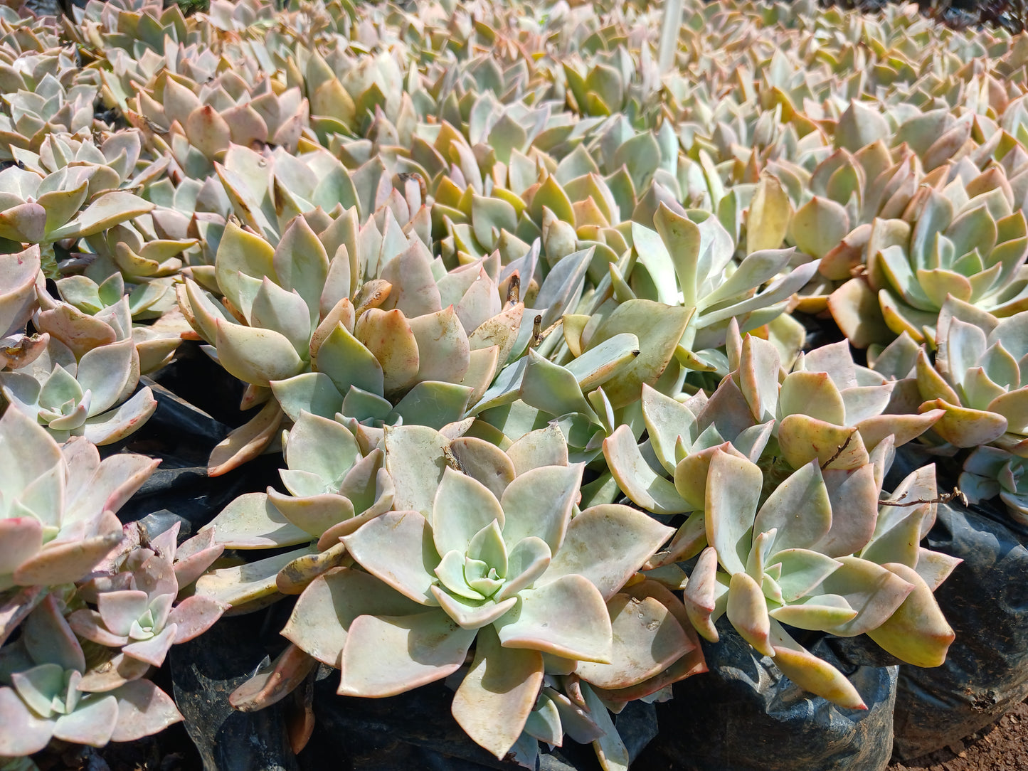 Echeveria Subsessilis 3L