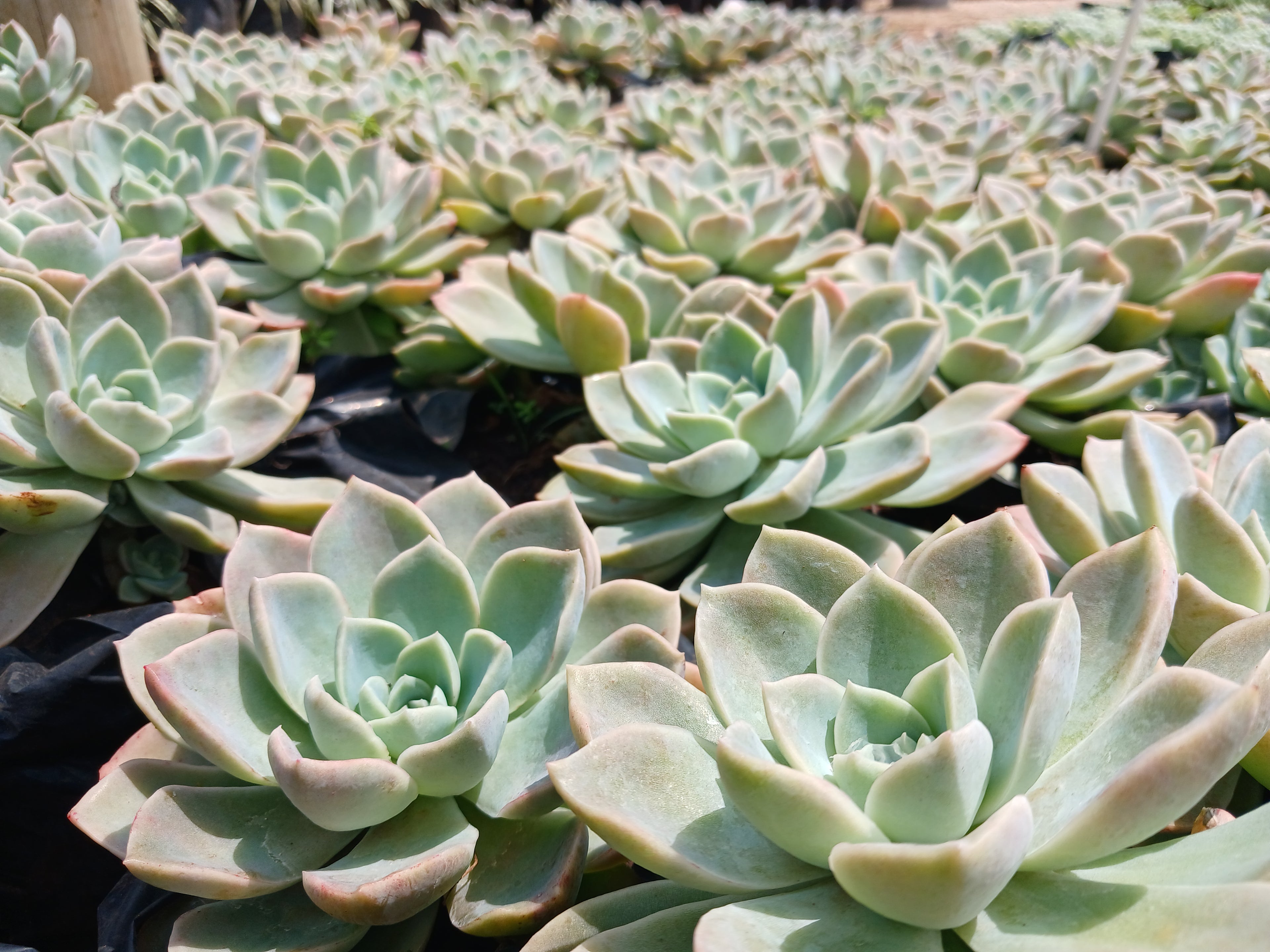 Echeveria Subsessilis 2,5L