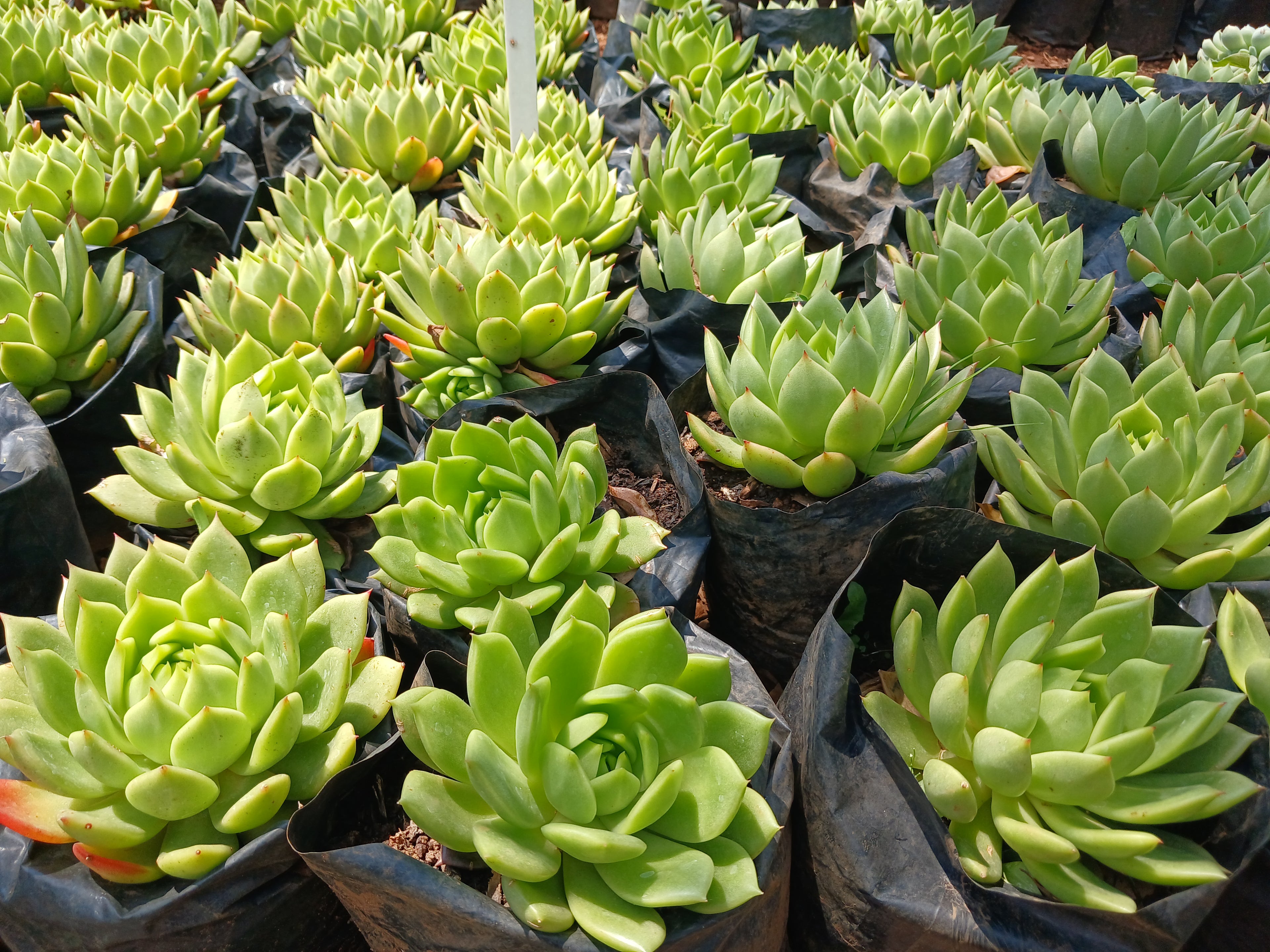 Echeveria Agavoides Green - 2,5L