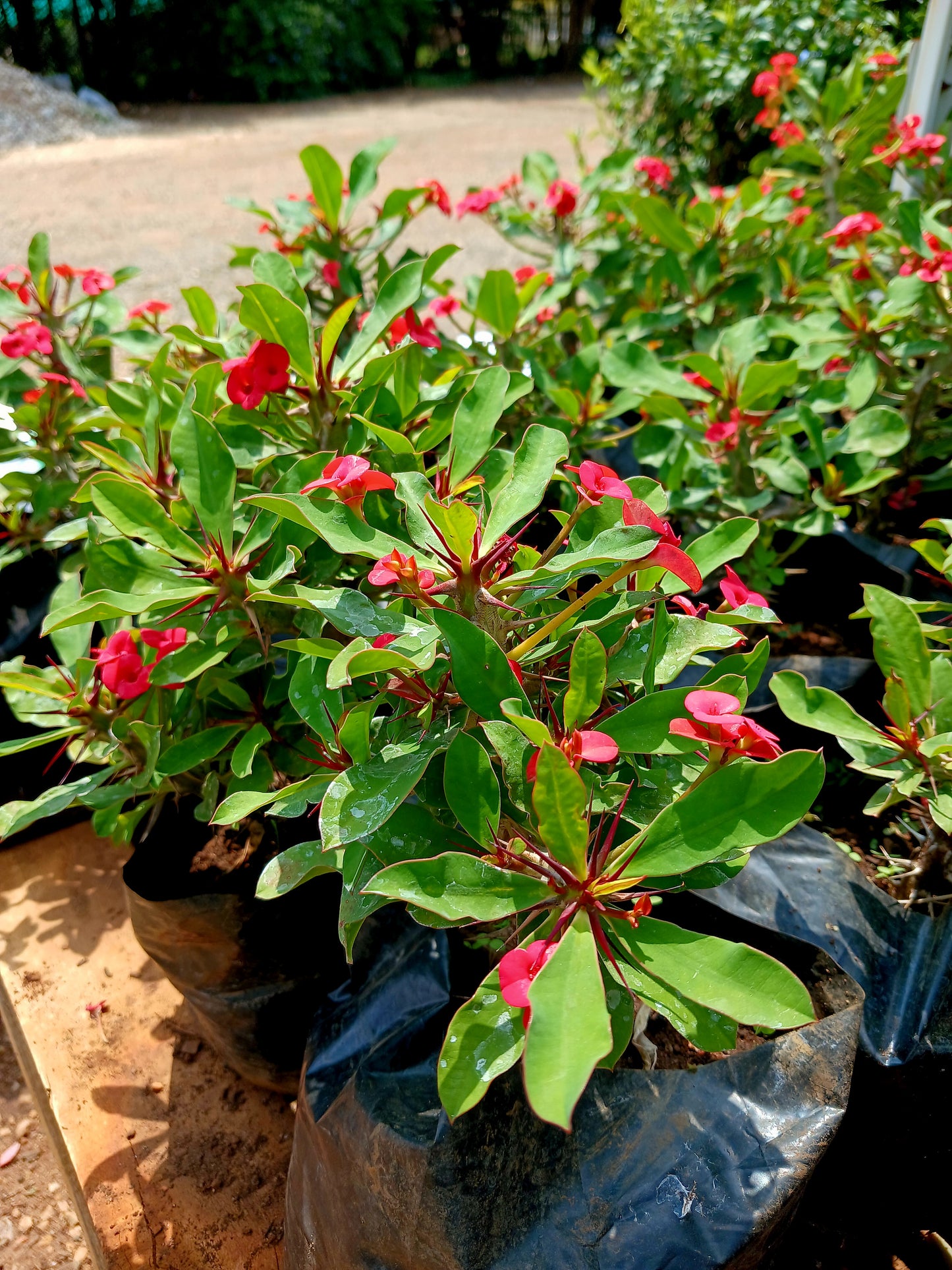 Euphorbia Milli - Christ Thorn Red 2,5L