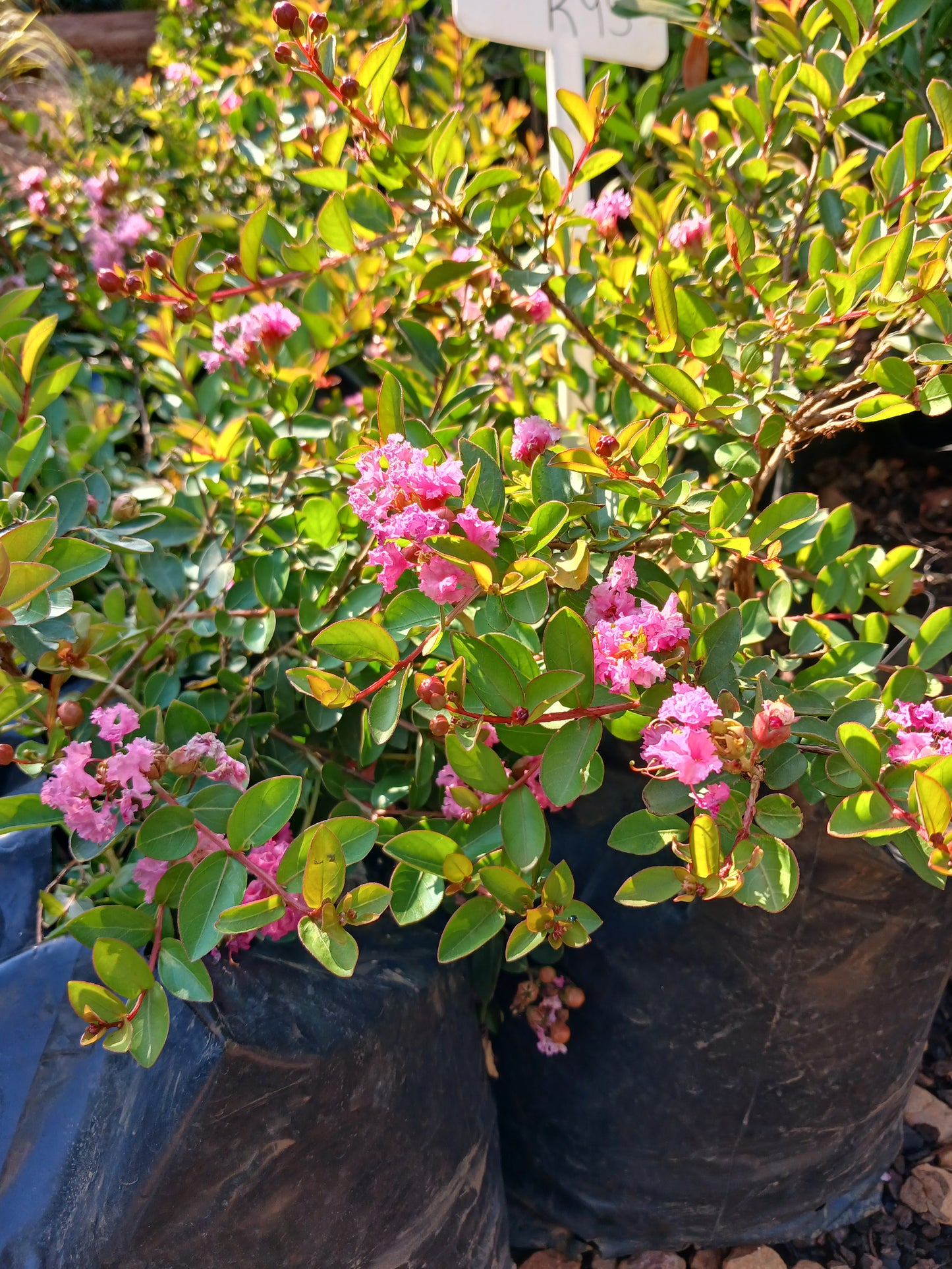 Copy of Lagerstroemia Indica Dwarf - Pride of India 10L (Light Pink)