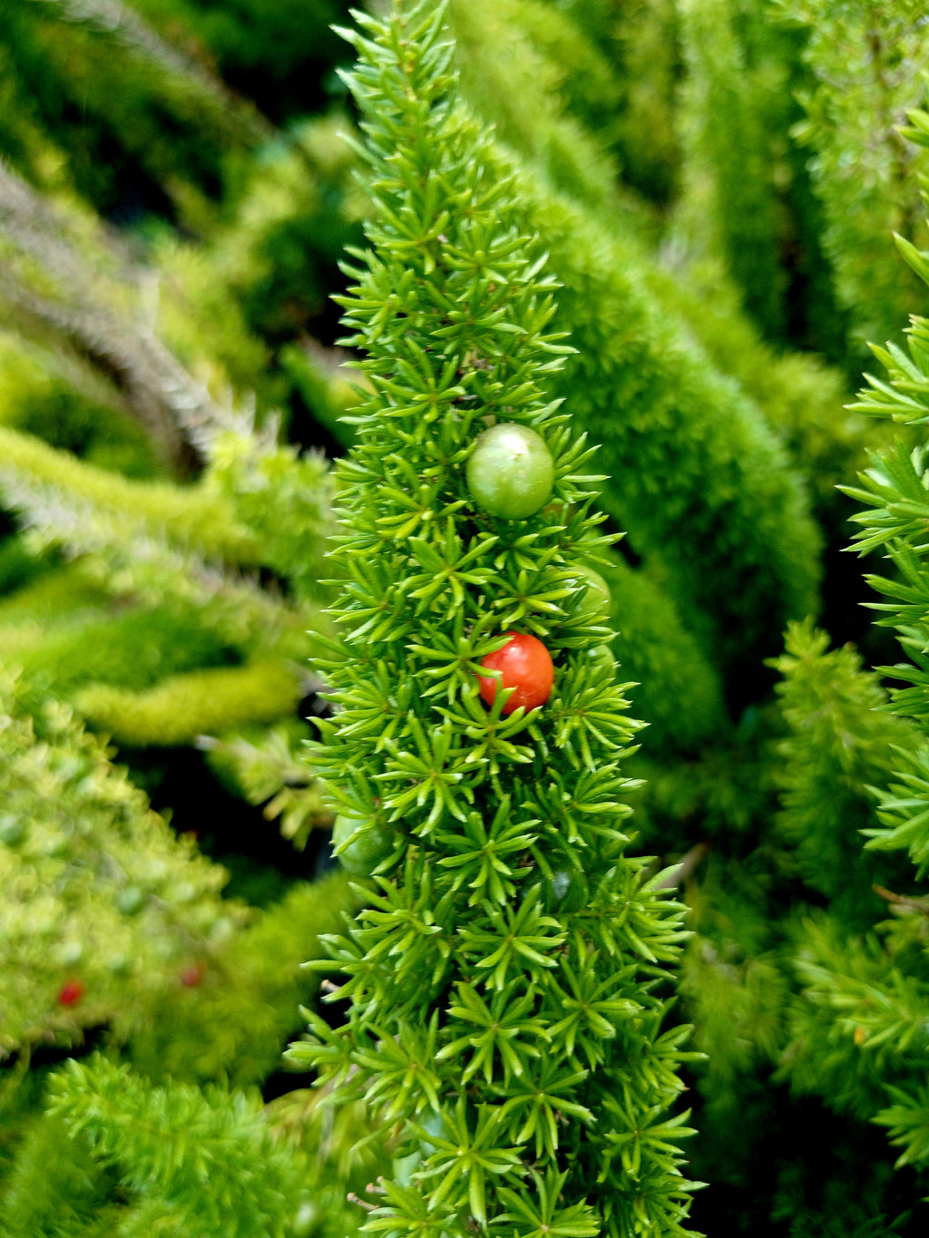 Aparagus Meyeri - Cat's Tail