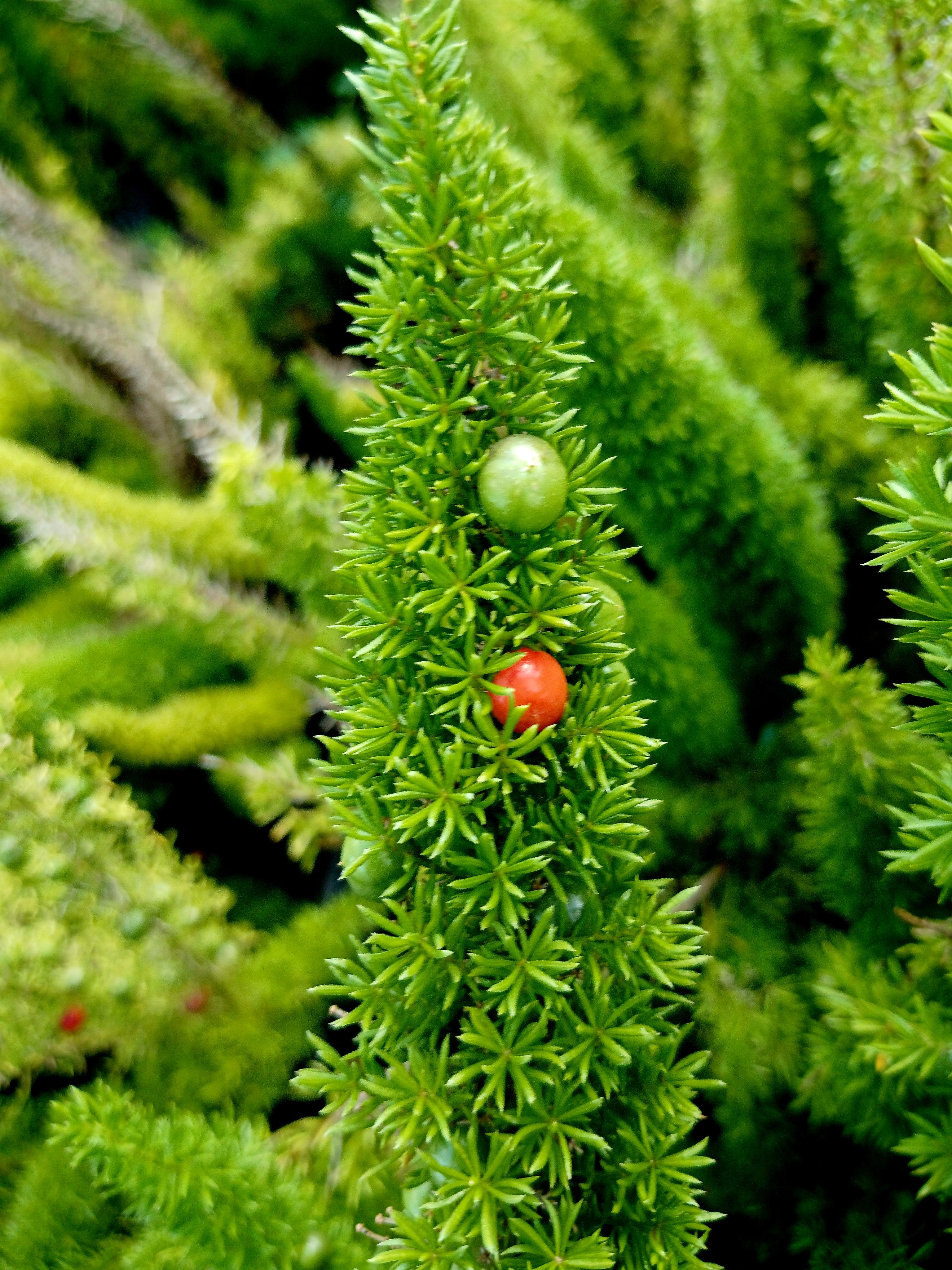 Aparagus Meyeri - Cat's Tail