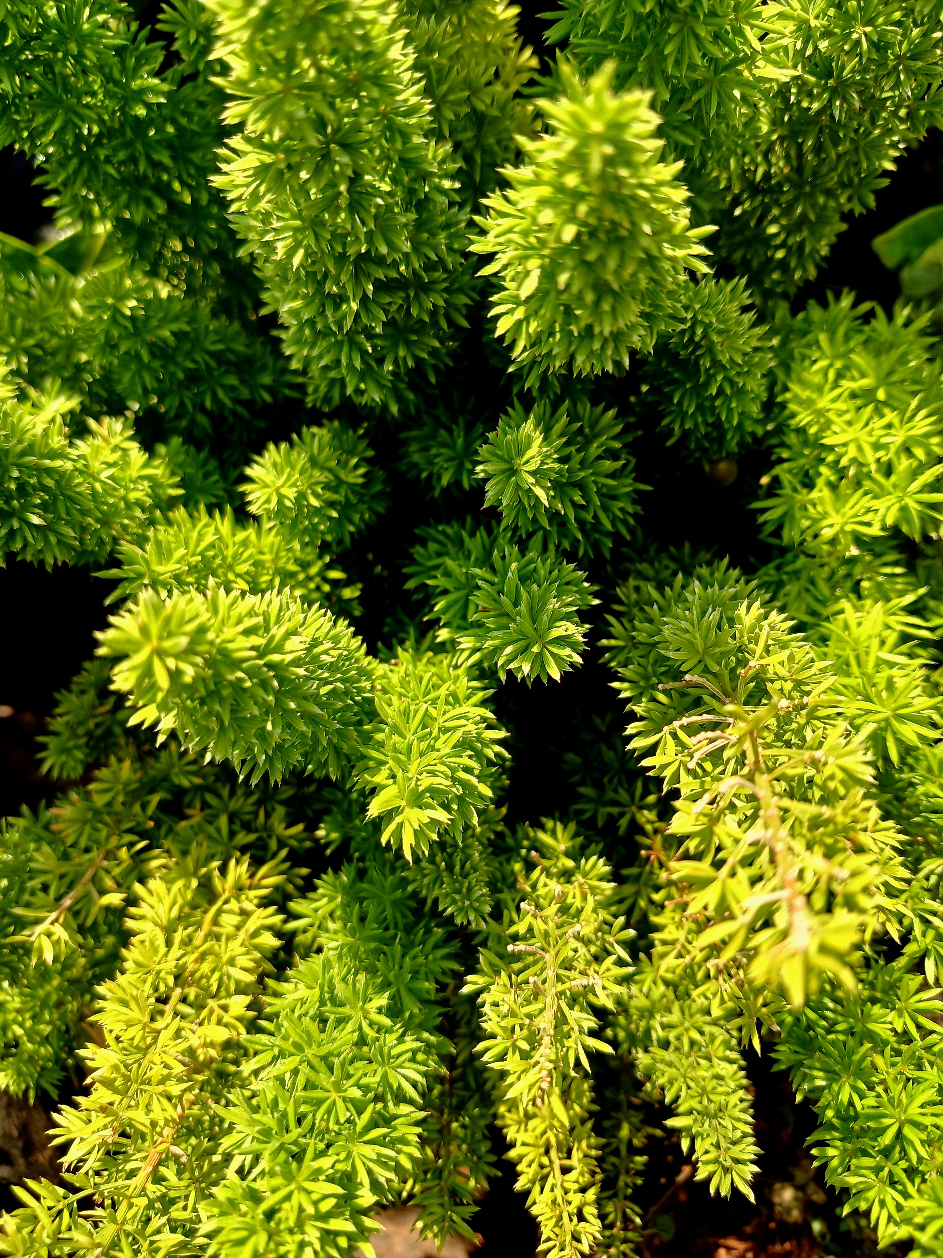 Aparagus Meyeri - Cat's Tail