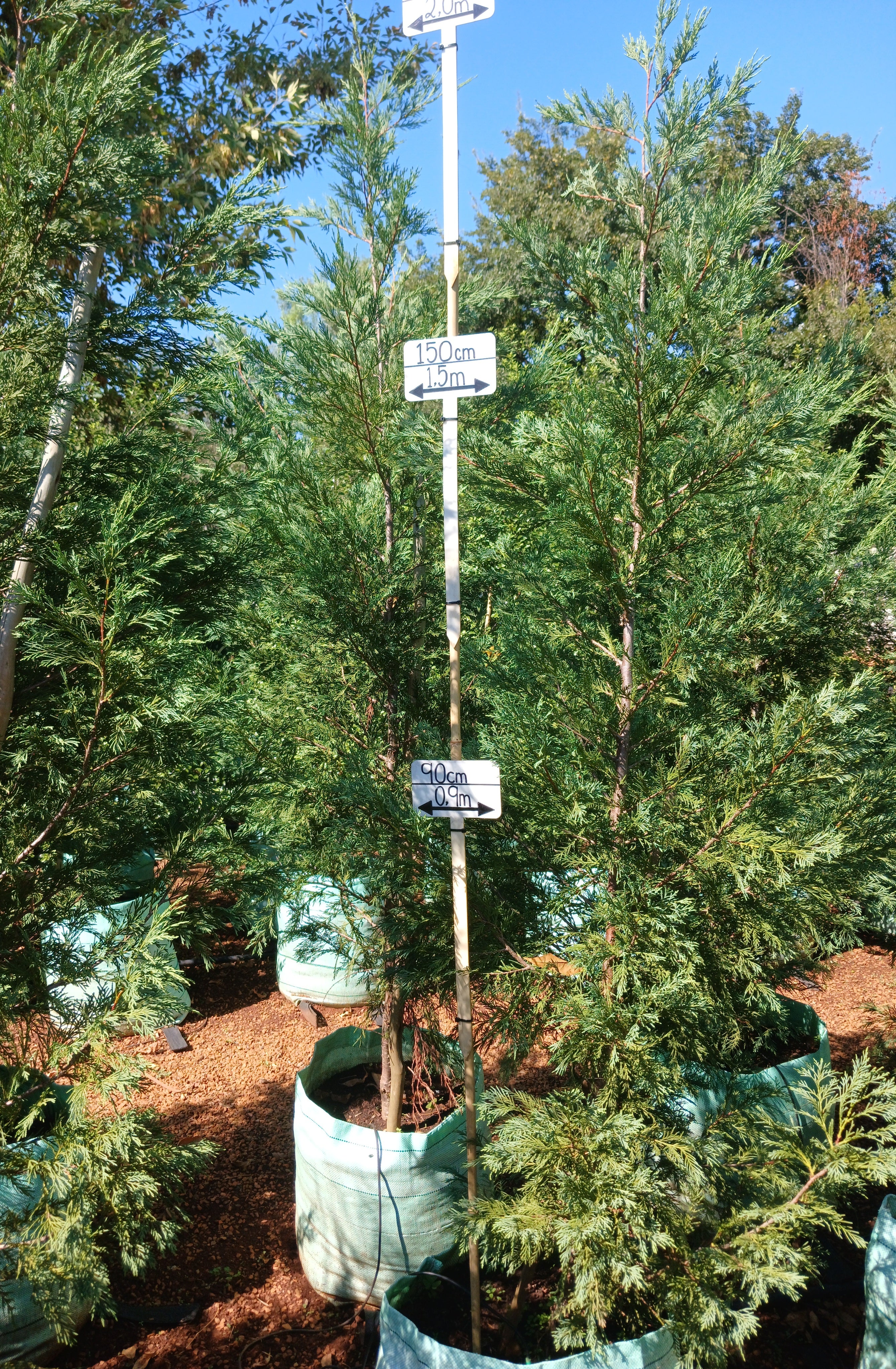 Cupressocyparis Leylandi 100L