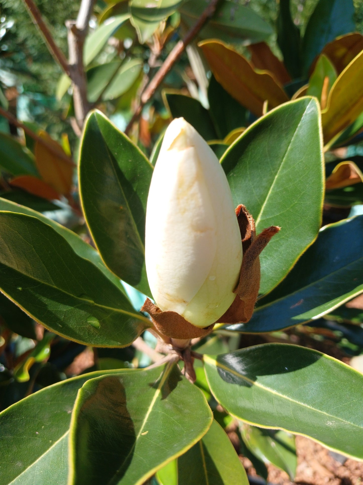 Magnolia 'Little Gem' 100L