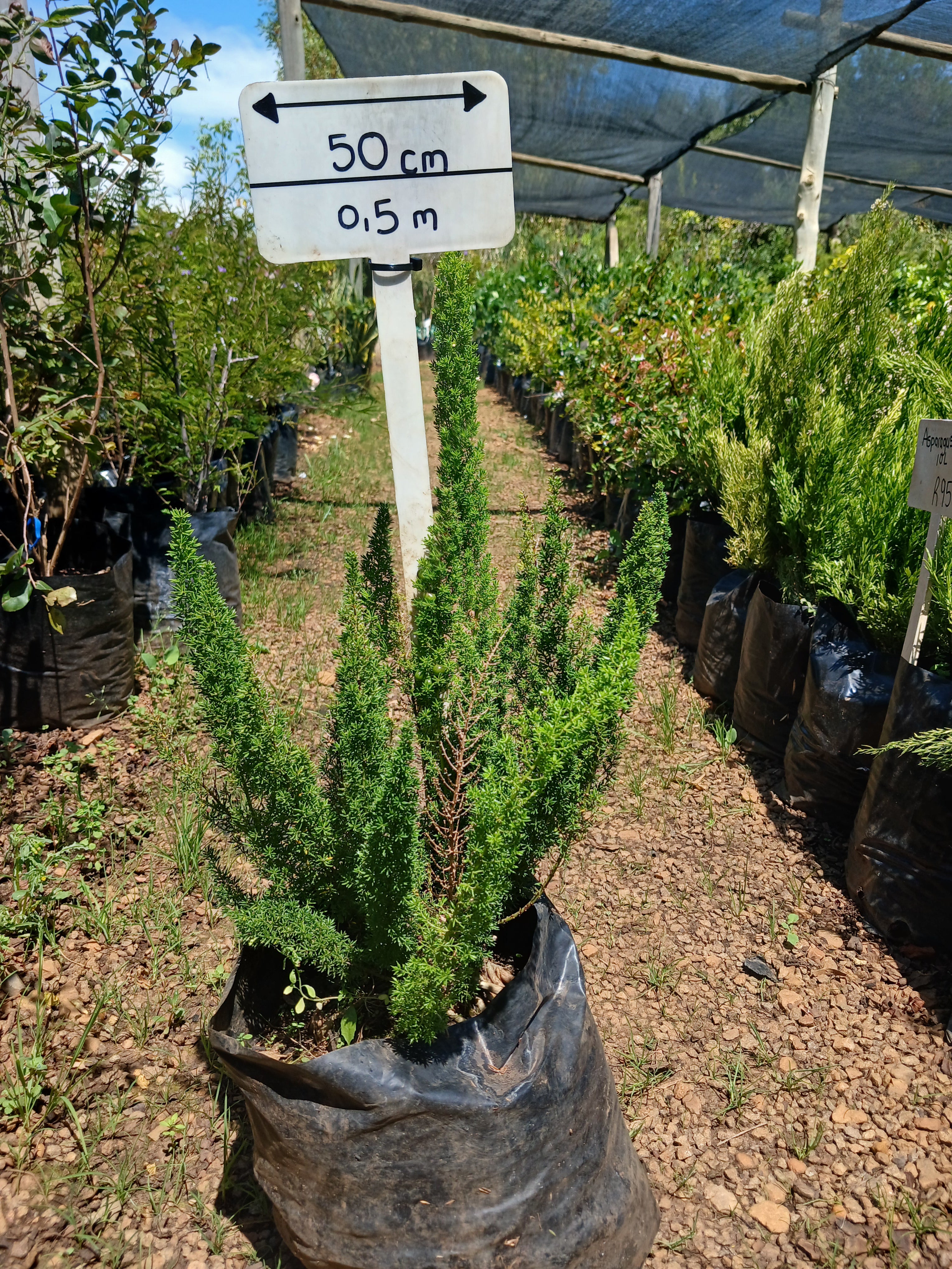 Aparagus Meyeri - Cat's Tail