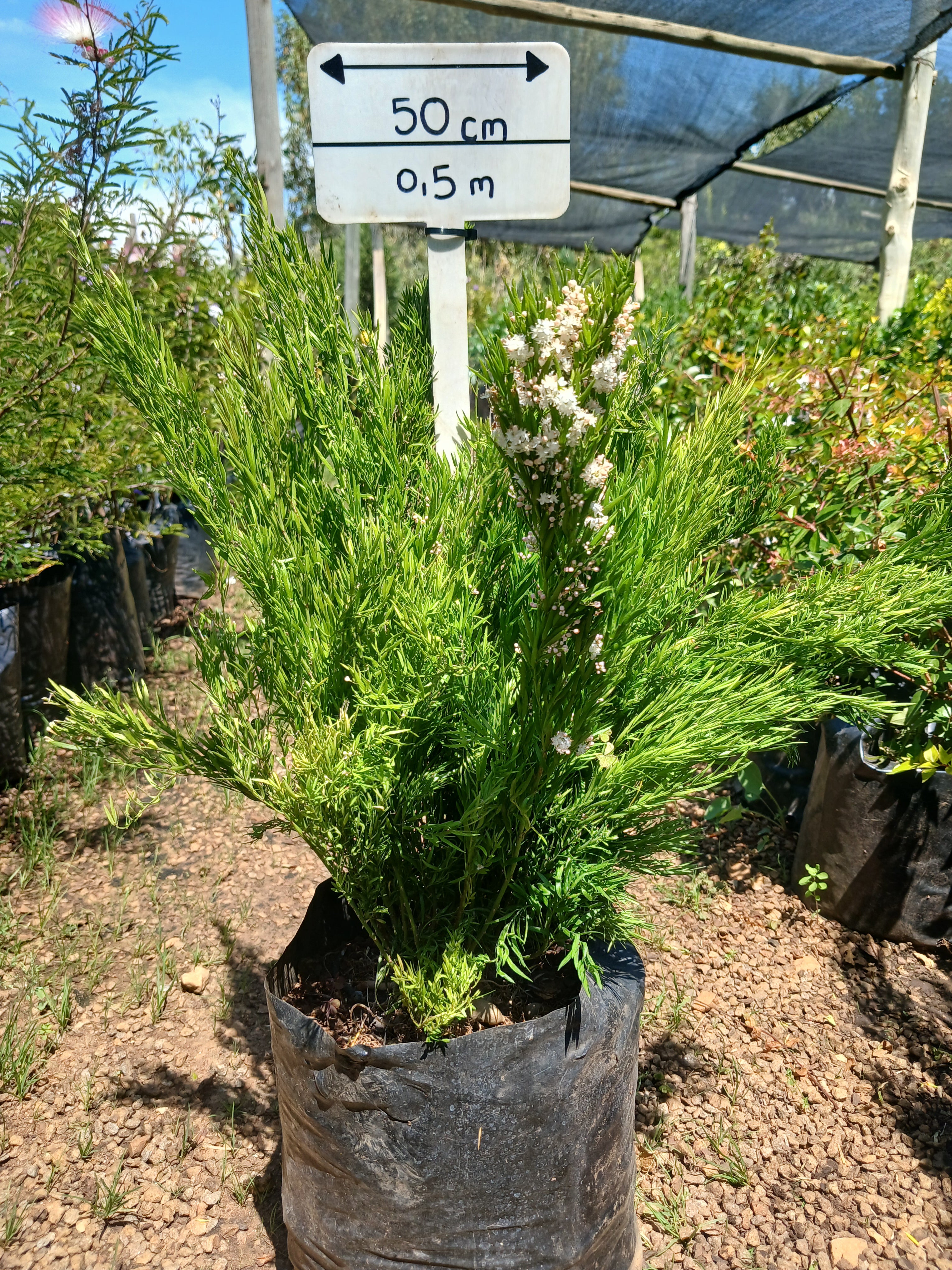 Asparagus Densiflorus Cwebe - ' Red Top ' 10L