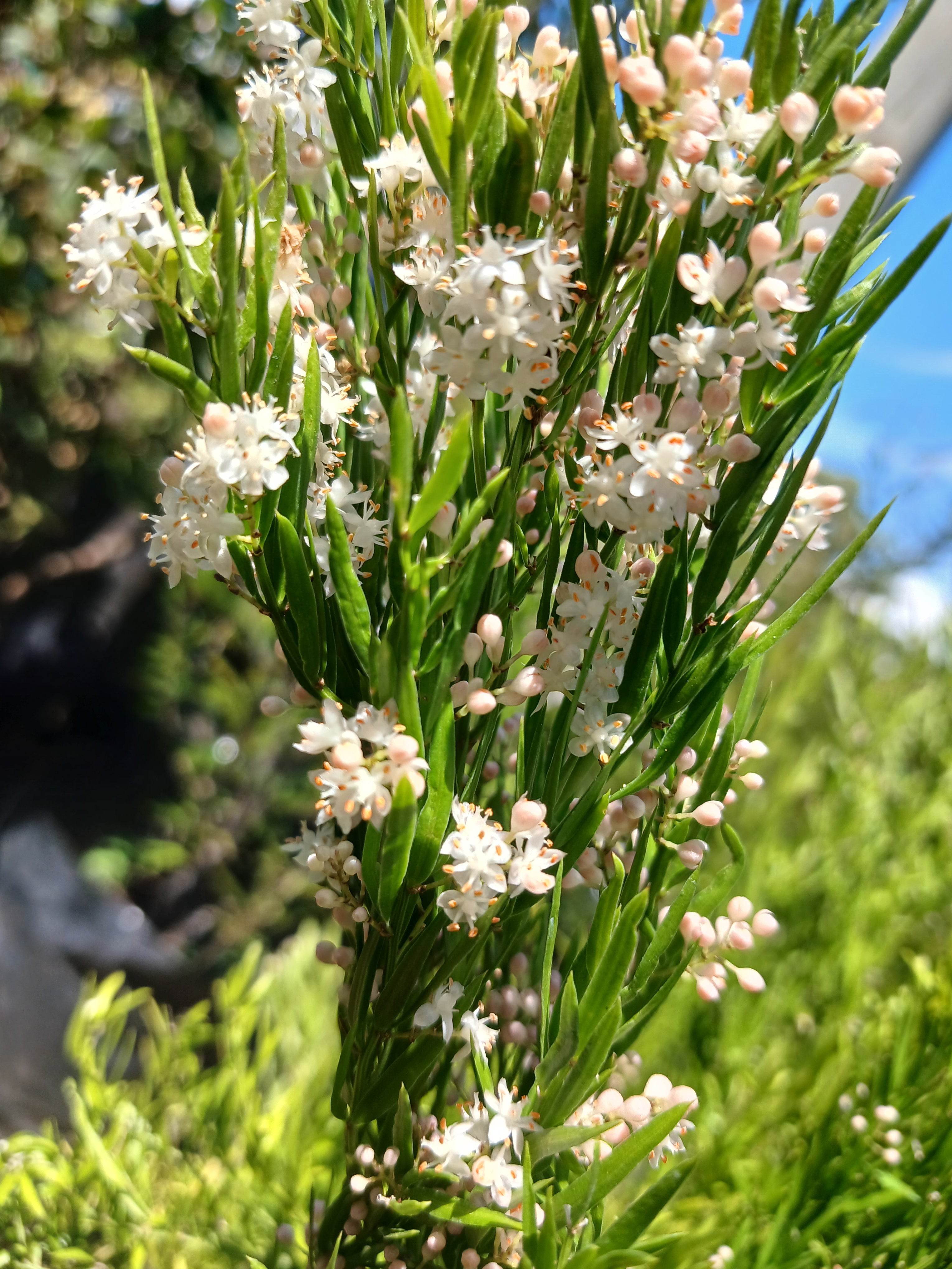 Asparagus Densiflorus Cwebe - ' Red Top ' 10L
