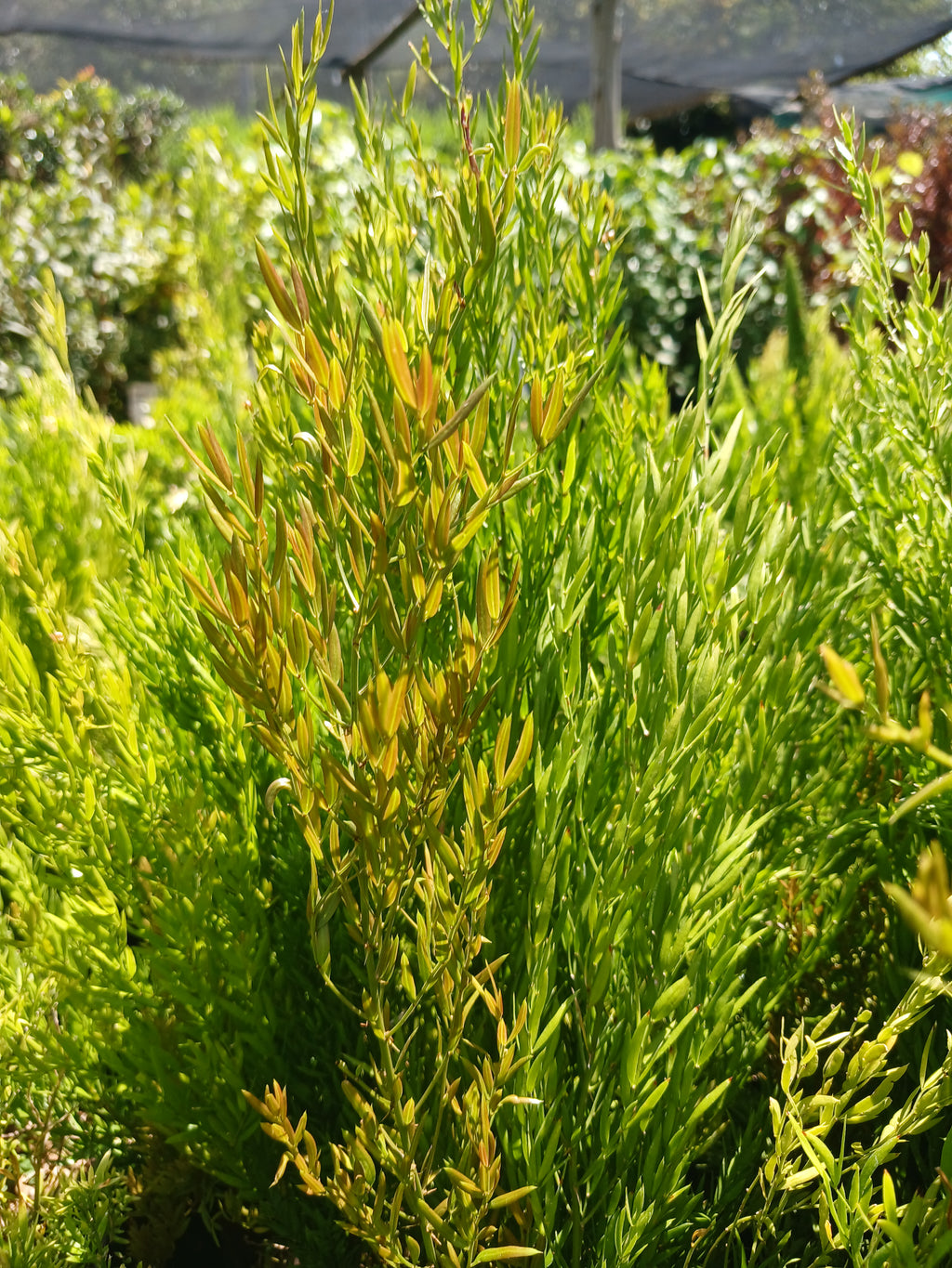 Asparagus Densiflorus Cwebe - ' Red Top ' 10L