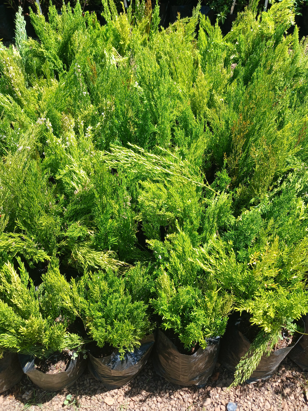 Asparagus Densiflorus Cwebe - ' Red Top ' 10L