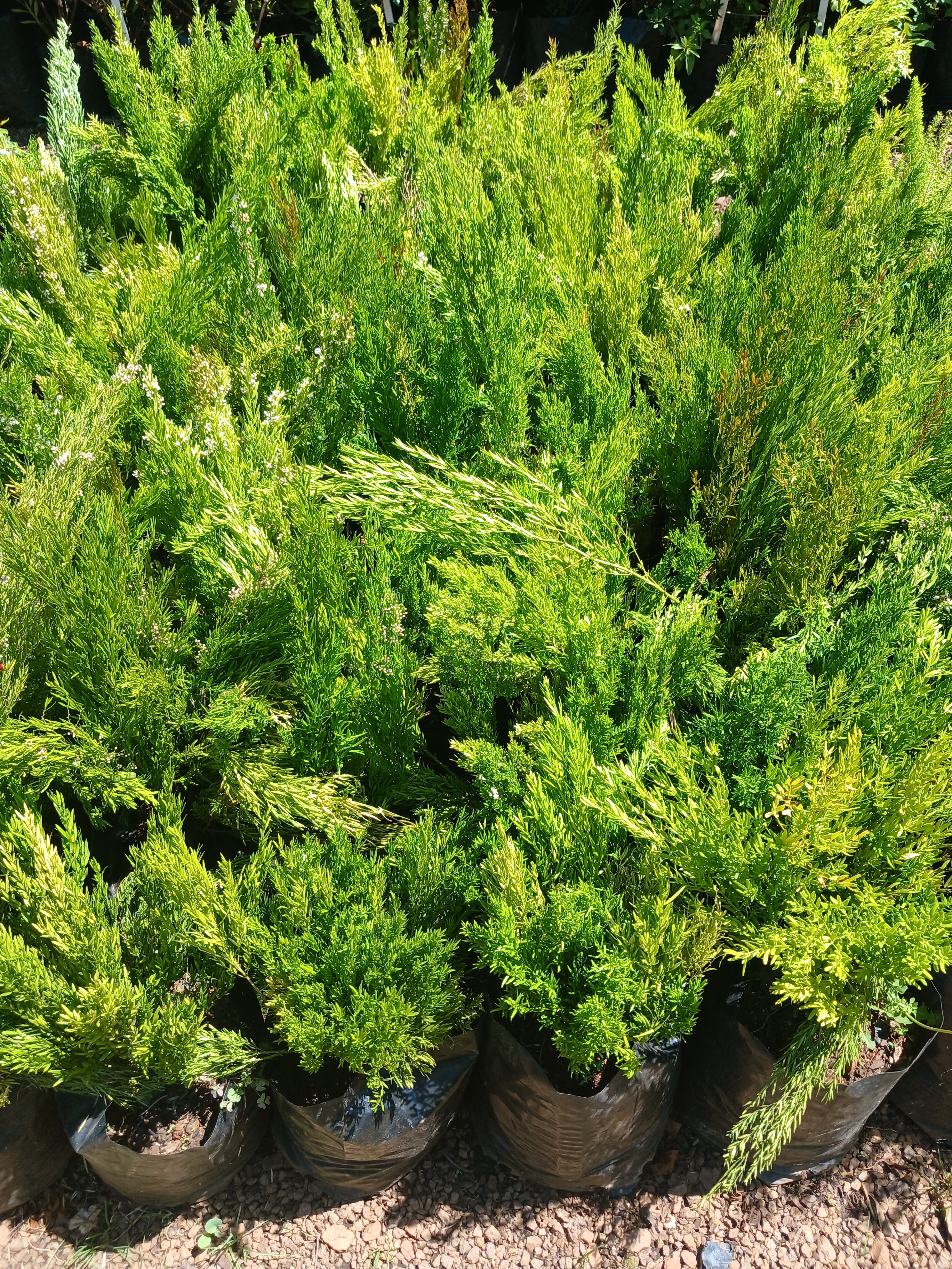 Asparagus Densiflorus Cwebe - ' Red Top ' 10L