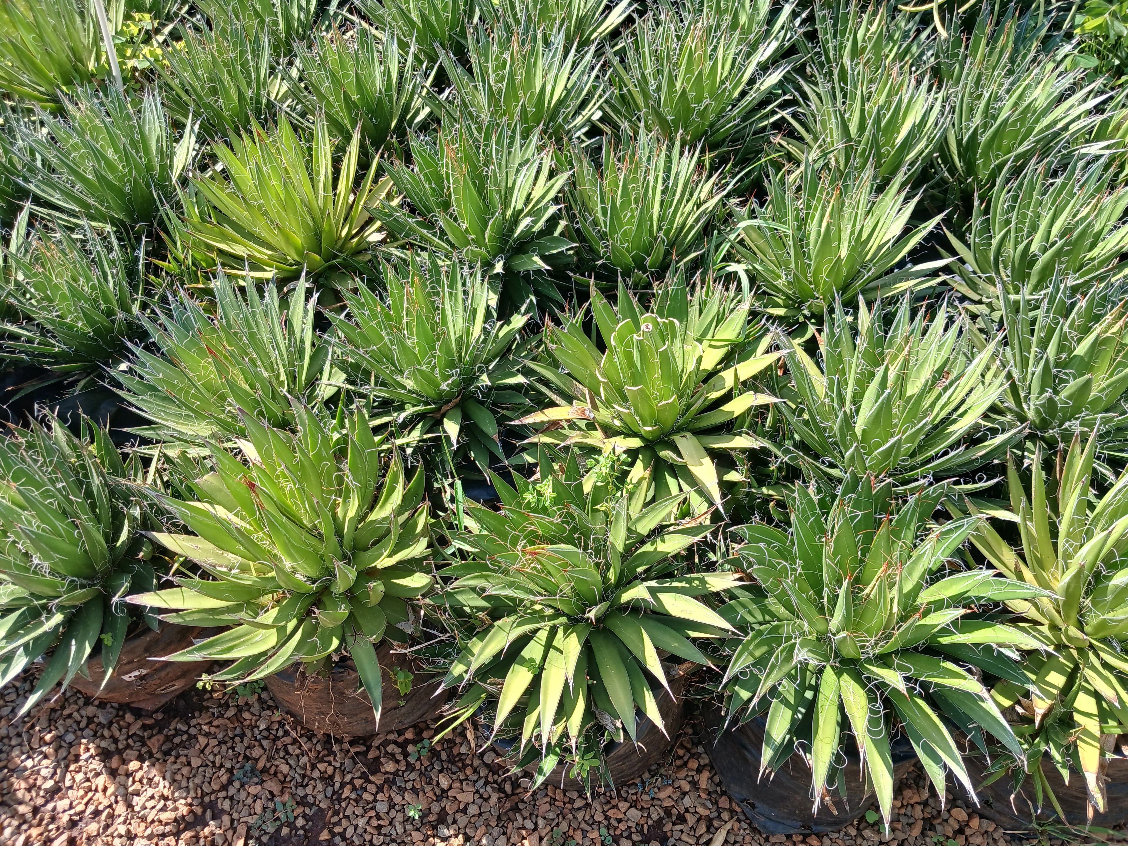 Agave Toumeyana 10L