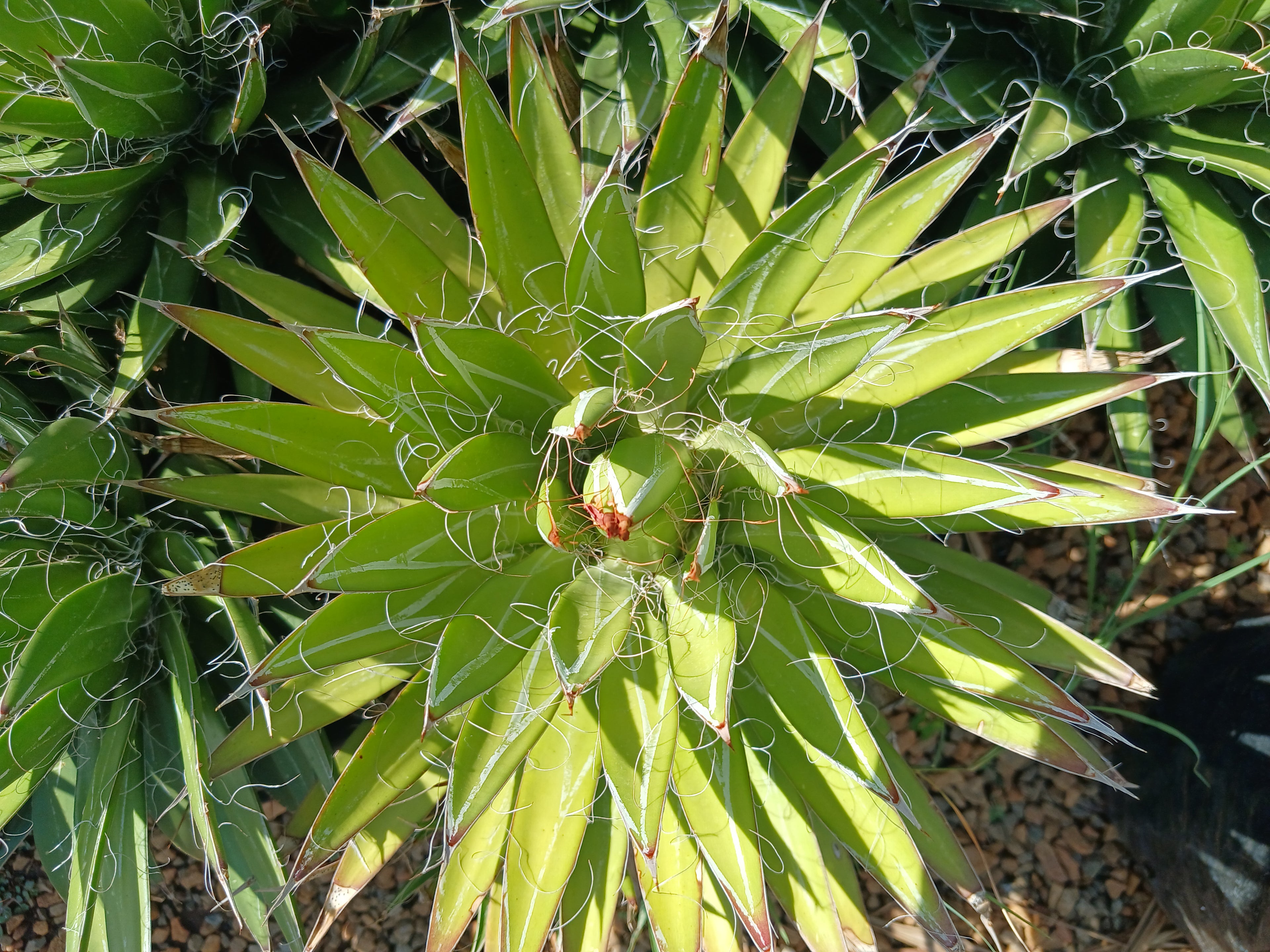 Agave Toumeyana 10L