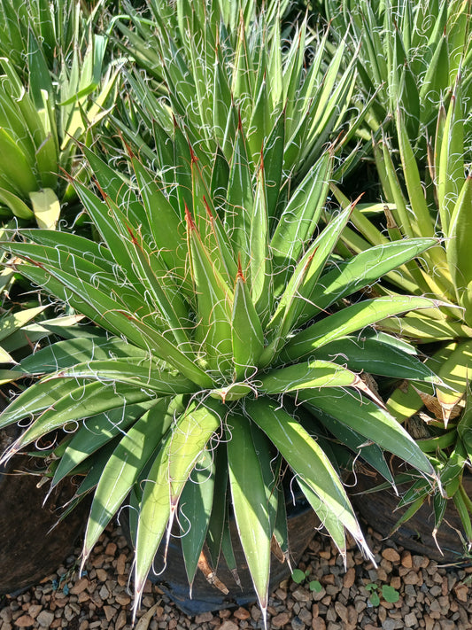 Agave Toumeyana 10L