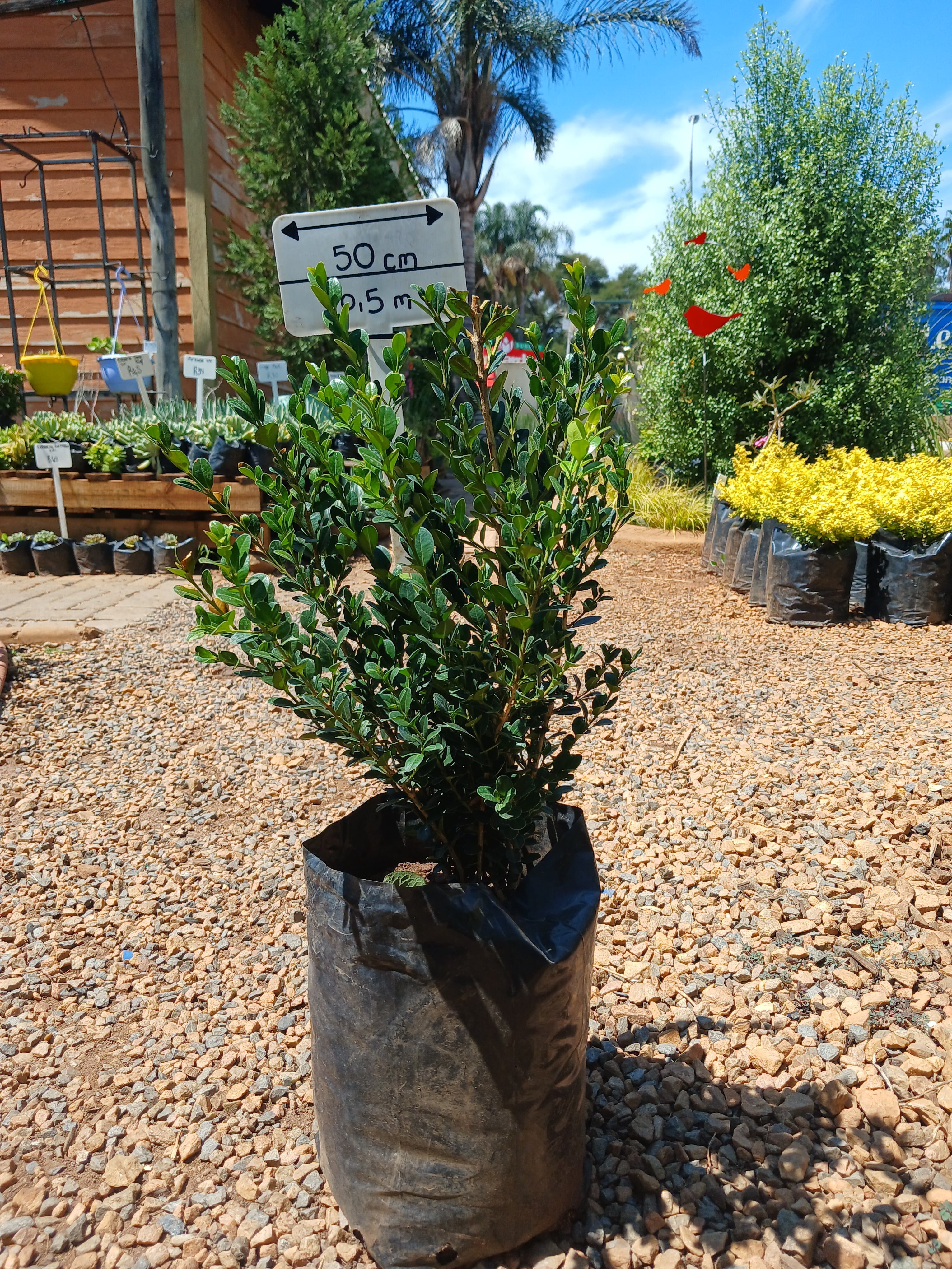 Buxus Faulkner 10L