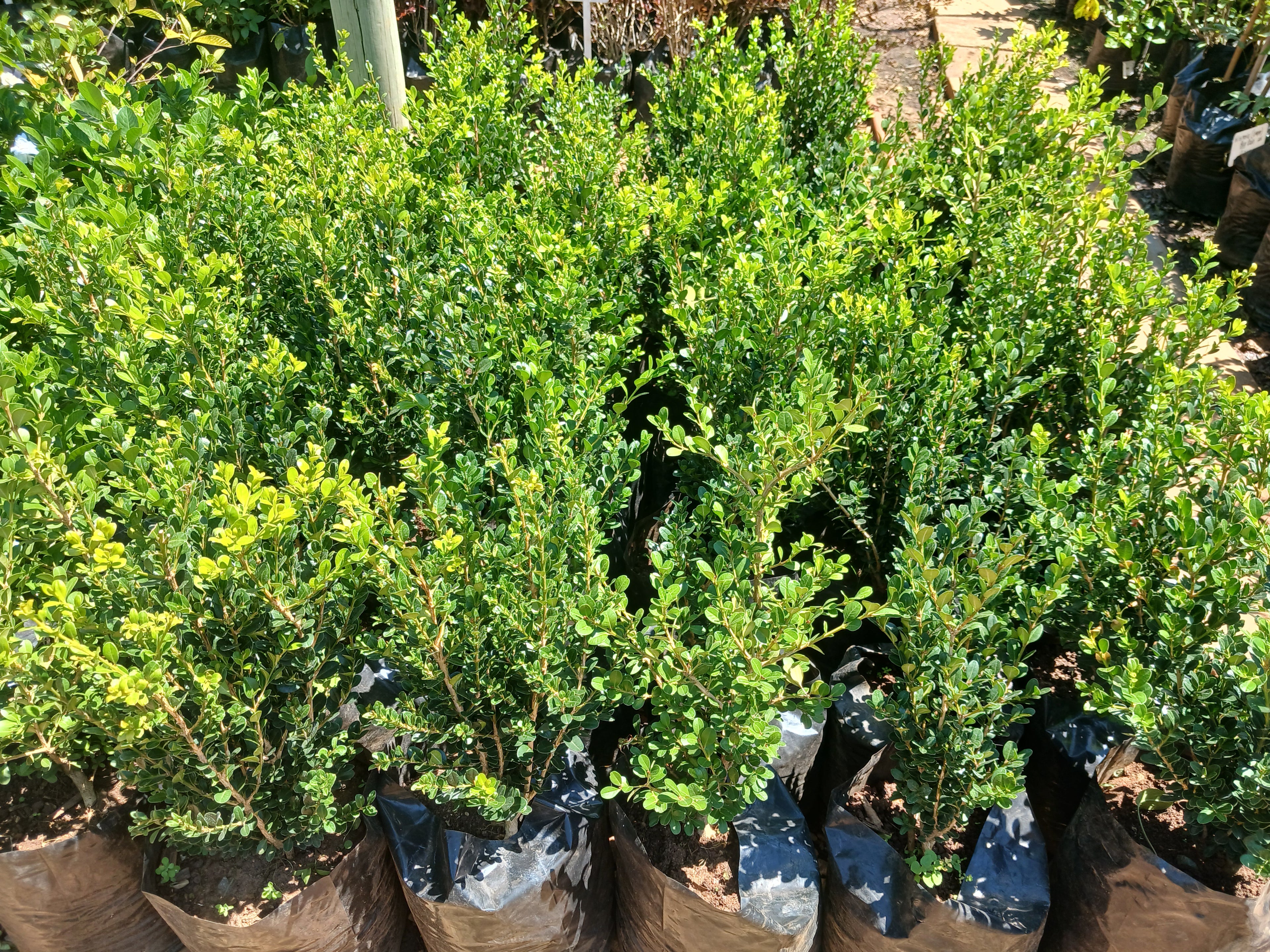 Buxus Faulkner 10L