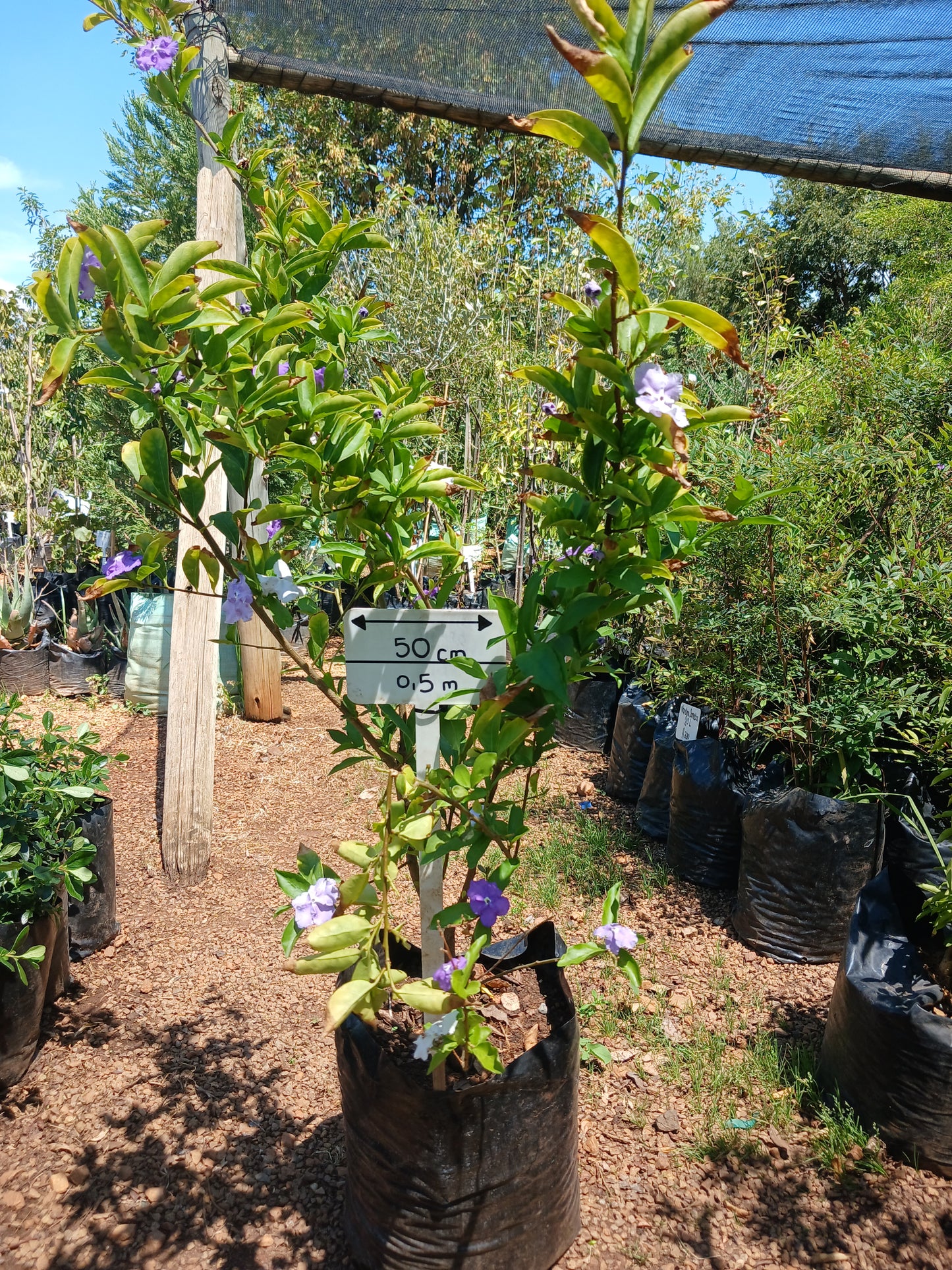 Brunfelsia Grandiflora - Yesterday-Today-Tomorrow 20L