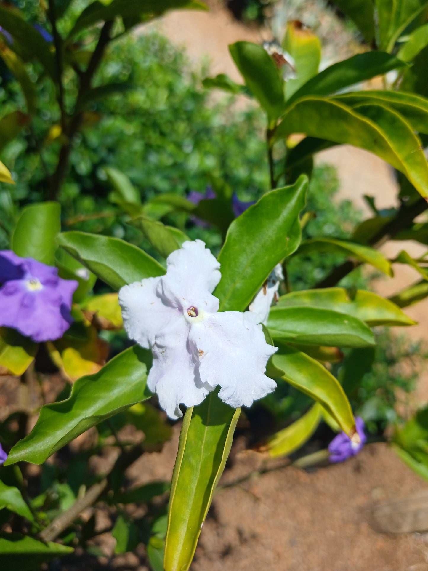 Brunfelsia Grandiflora - Yesterday-Today-Tomorrow 20L