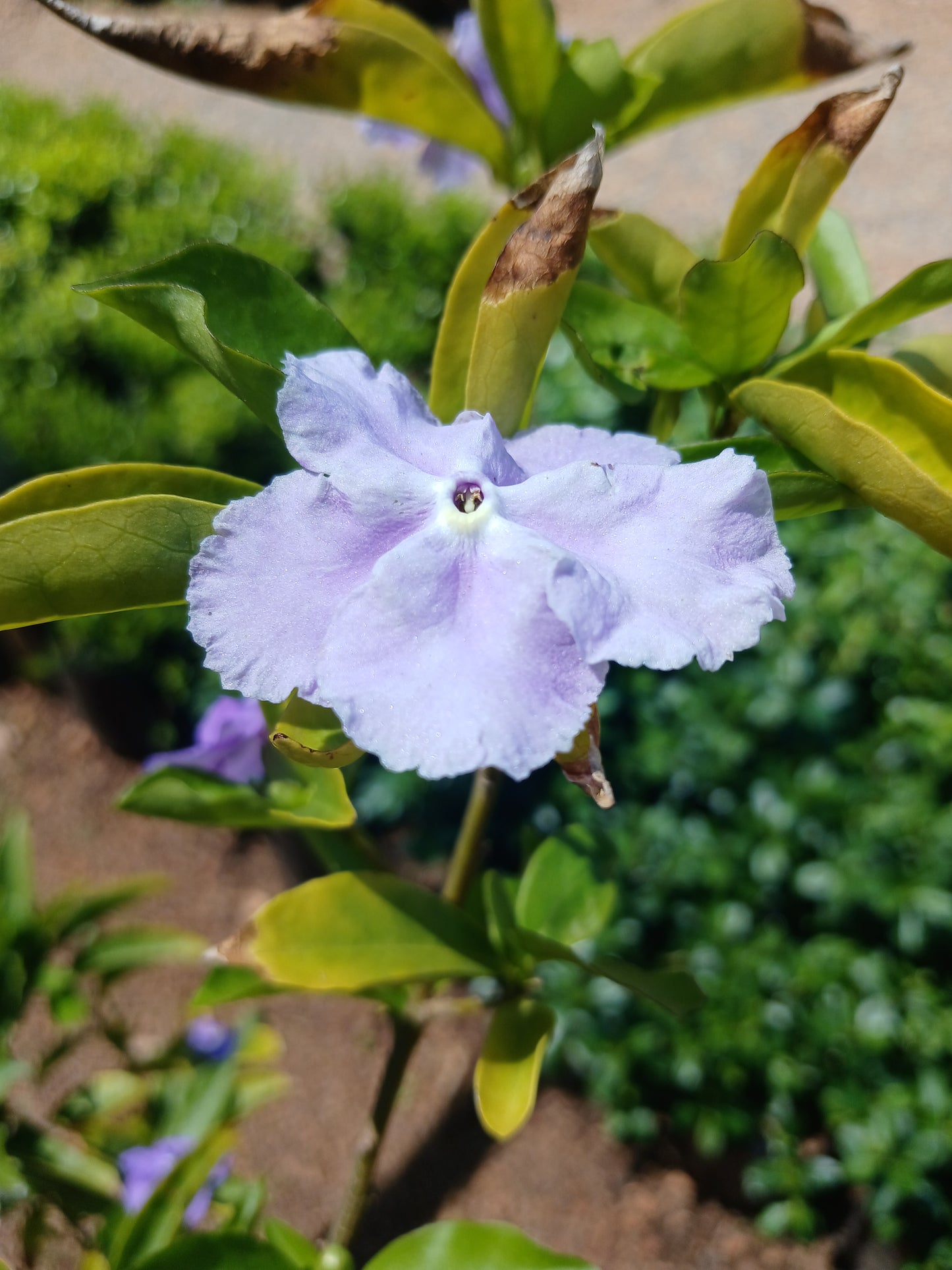 Brunfelsia Grandiflora - Yesterday-Today-Tomorrow 20L