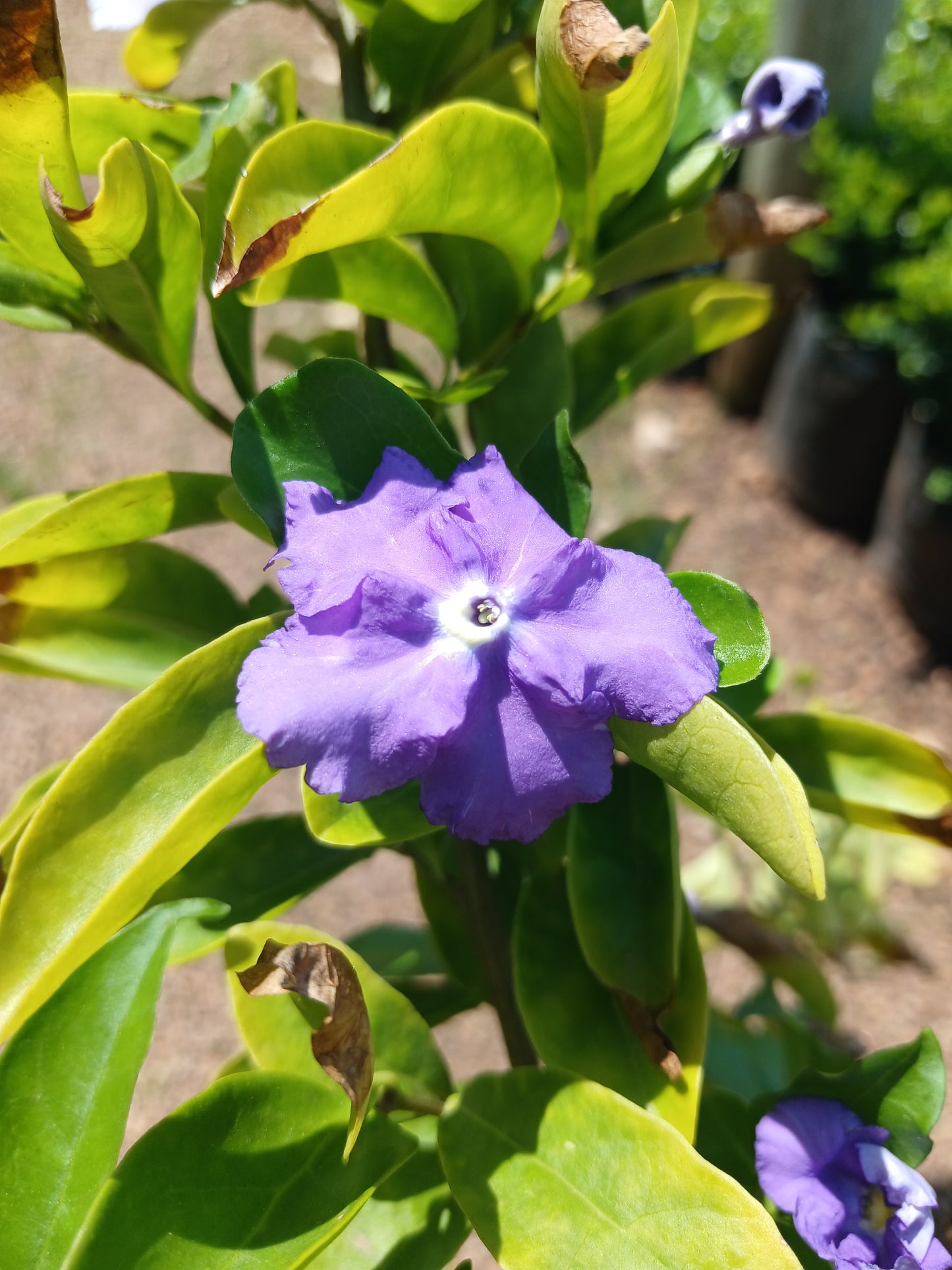 Brunfelsia Grandiflora - Yesterday-Today-Tomorrow 20L