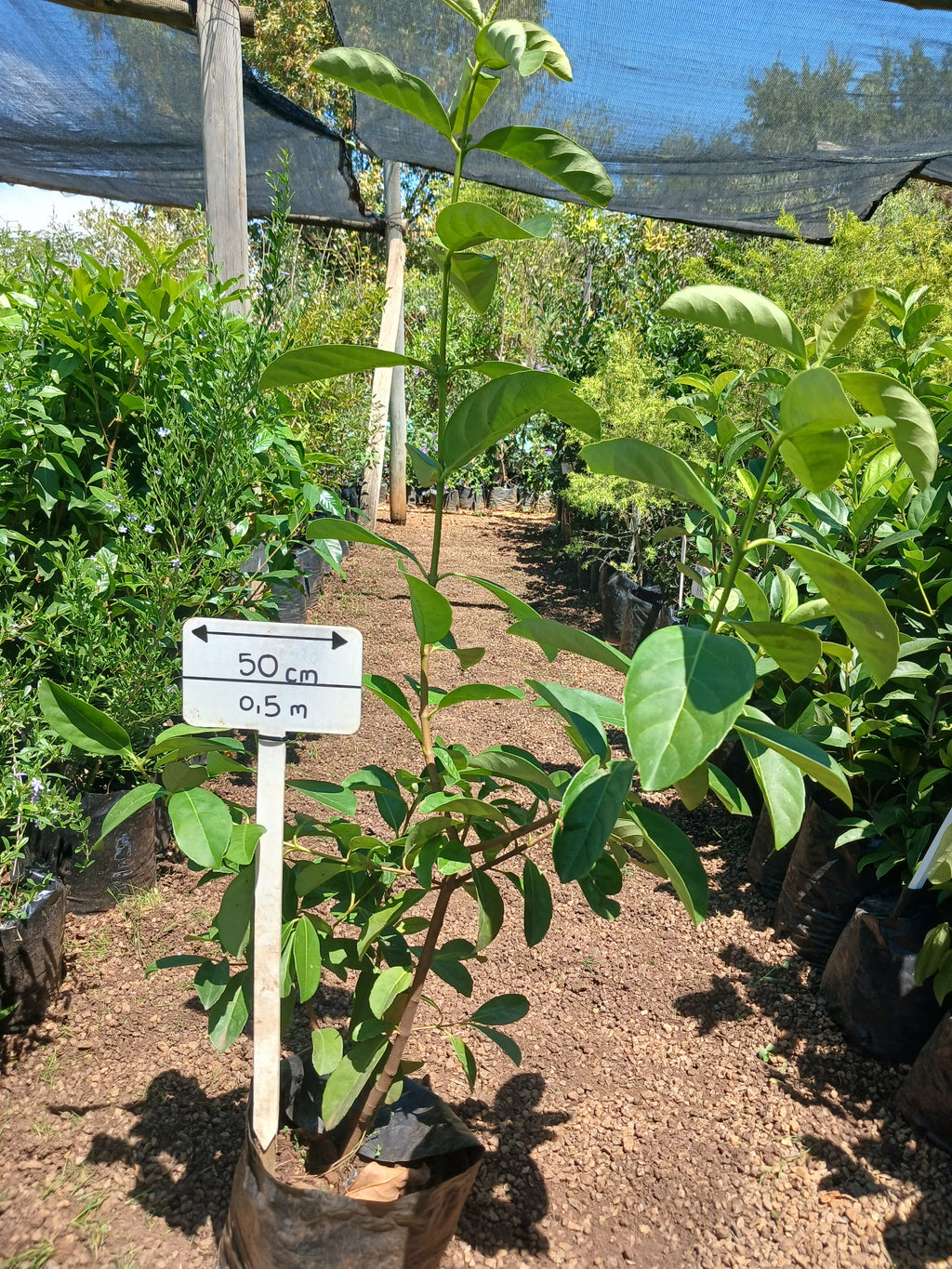 Viburnum Odoratissimum Sinensis 10L