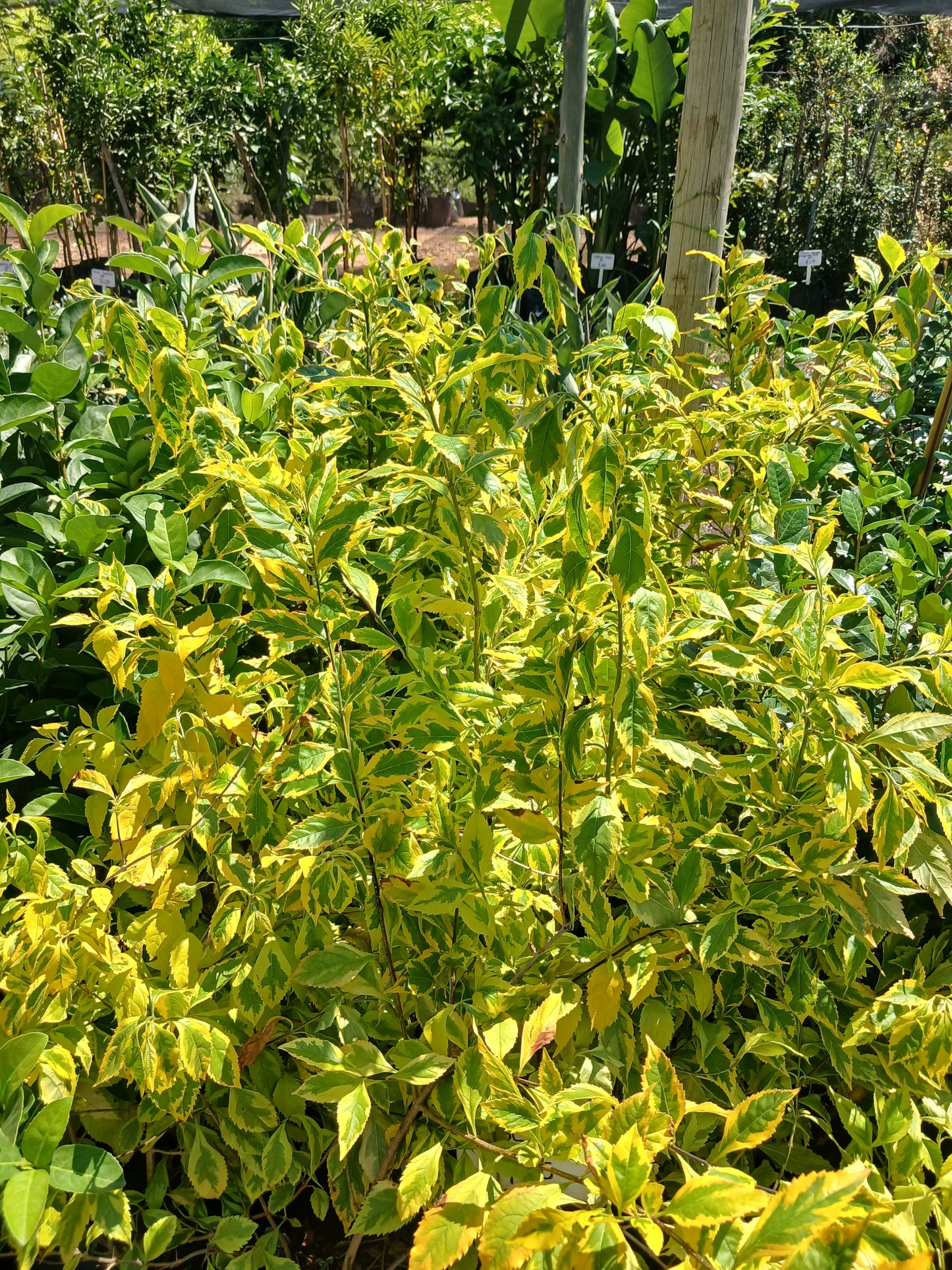 Duranta Repens 'Gold Mine' - 10L