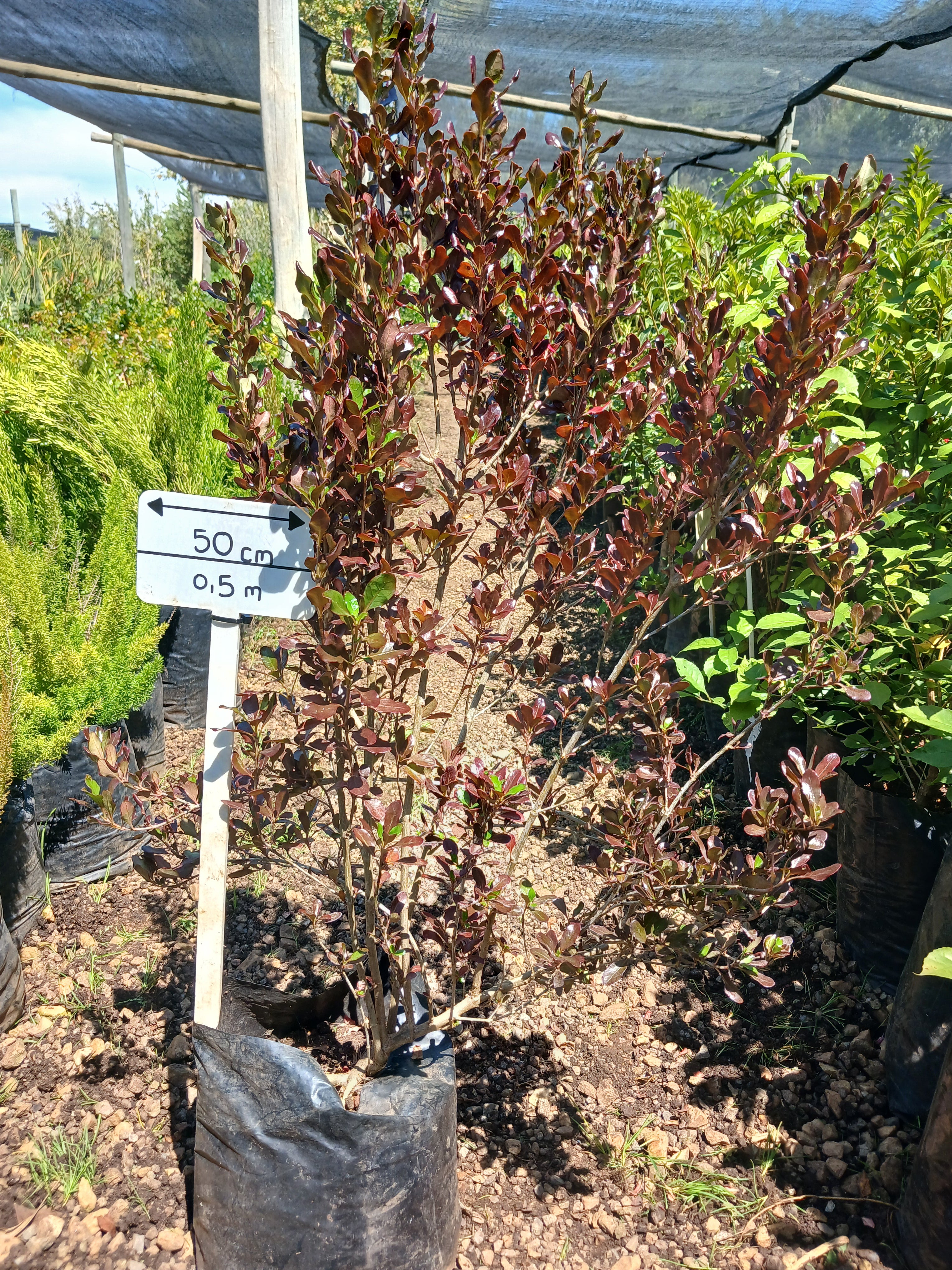 Coprosma Karo Red - Mirror Plant 10L