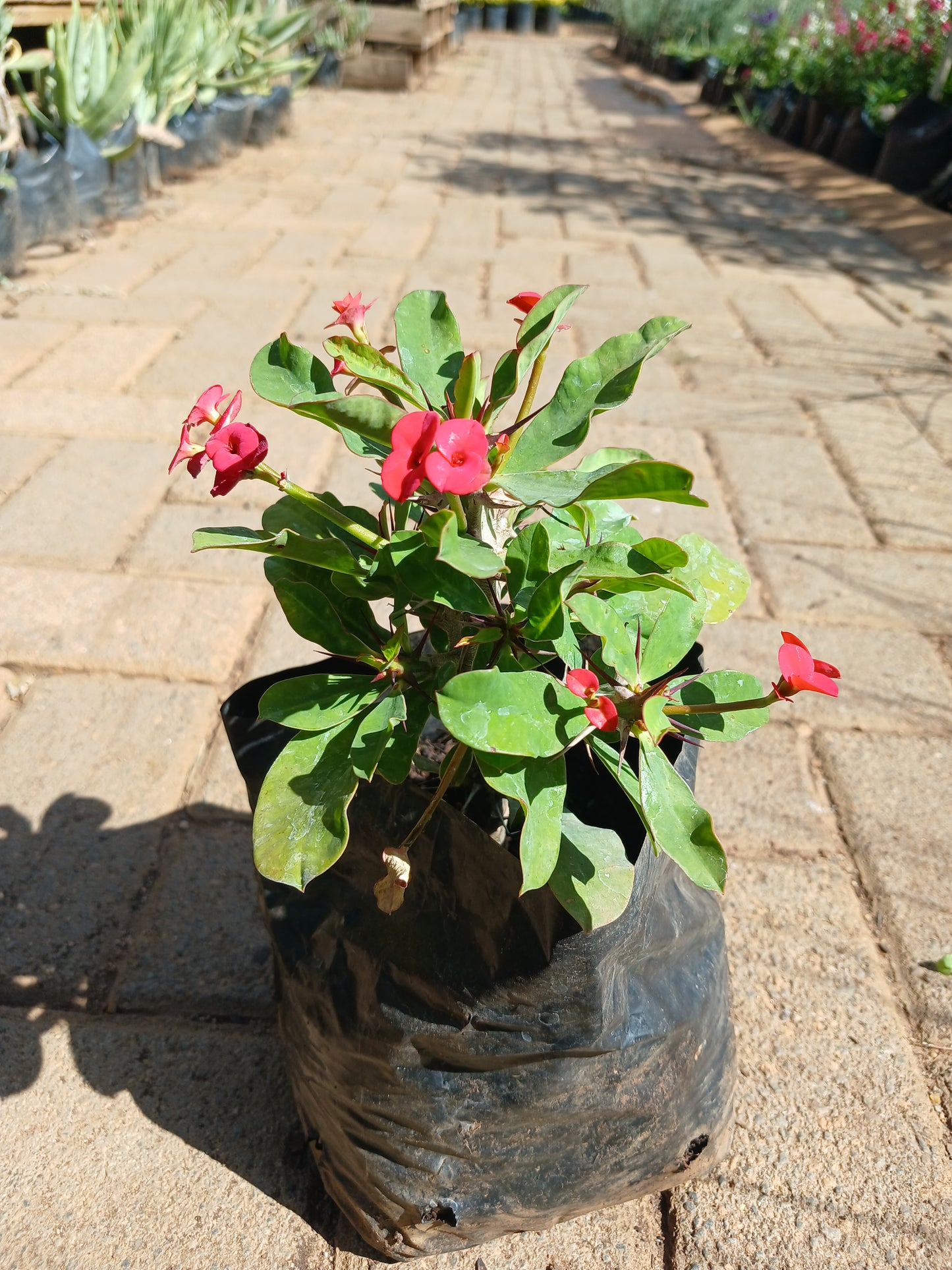 Euphorbia Milli - Christ Thorn Red 2,5L