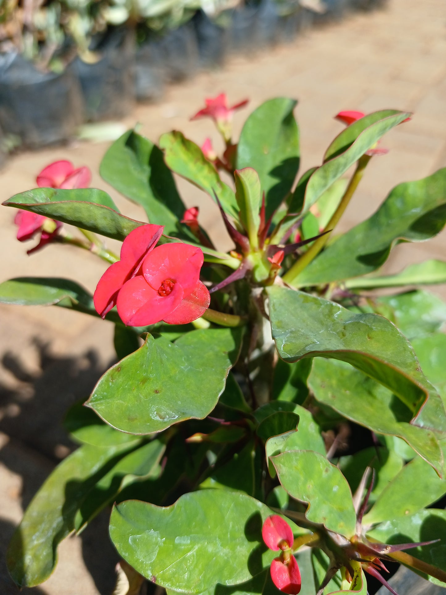 Euphorbia Milli - Christ Thorn Red 2,5L