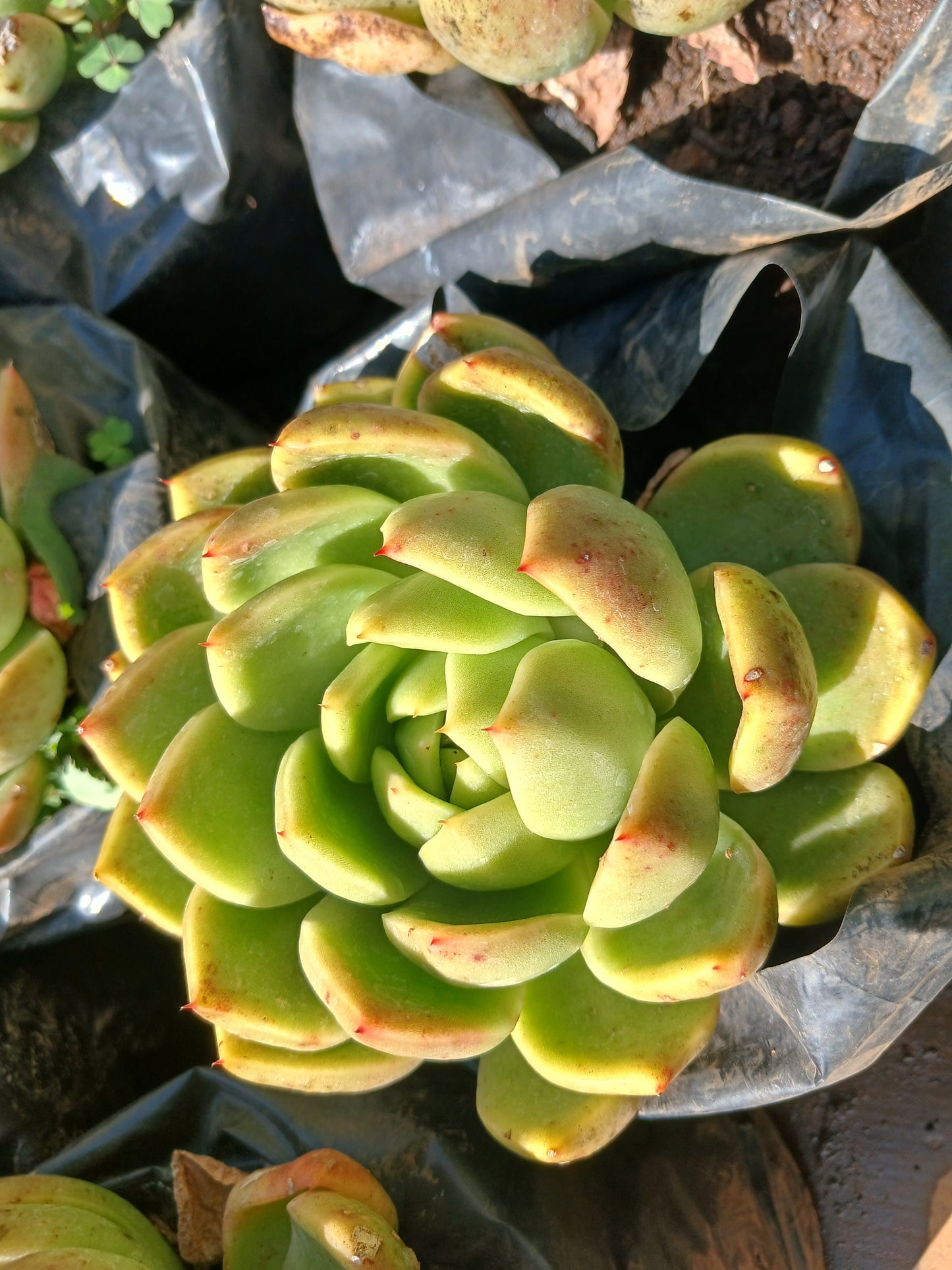 Echeveria Agavoides 'Lipstick' - 2,5L