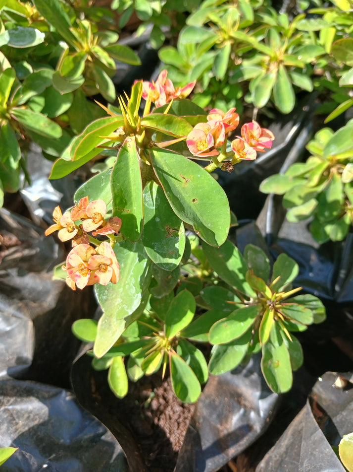 Euphorbia Milli Christ Thorn Popcorn 2,5L Schubert Landscapes