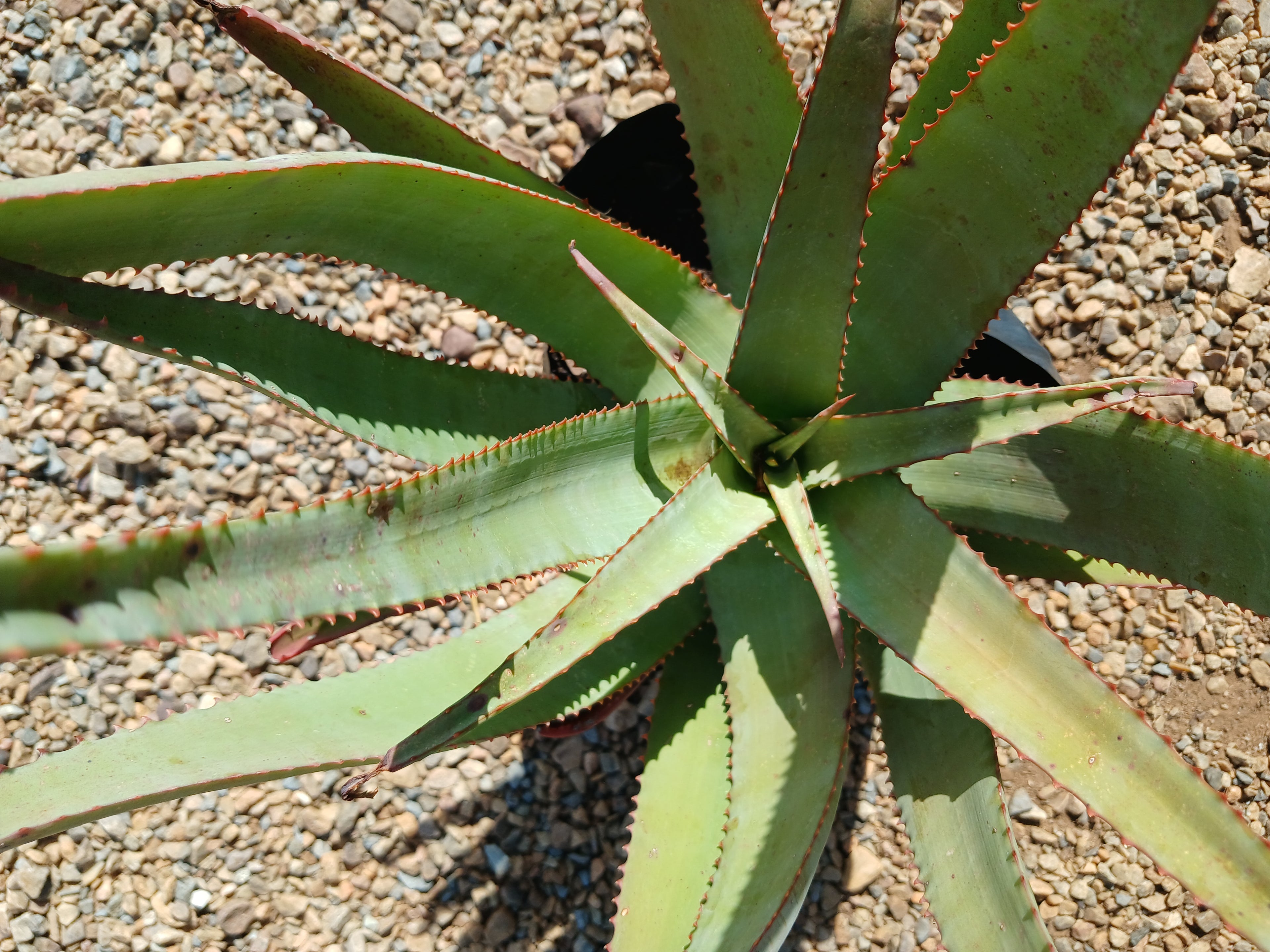 Aloe Cryptopoda 10L