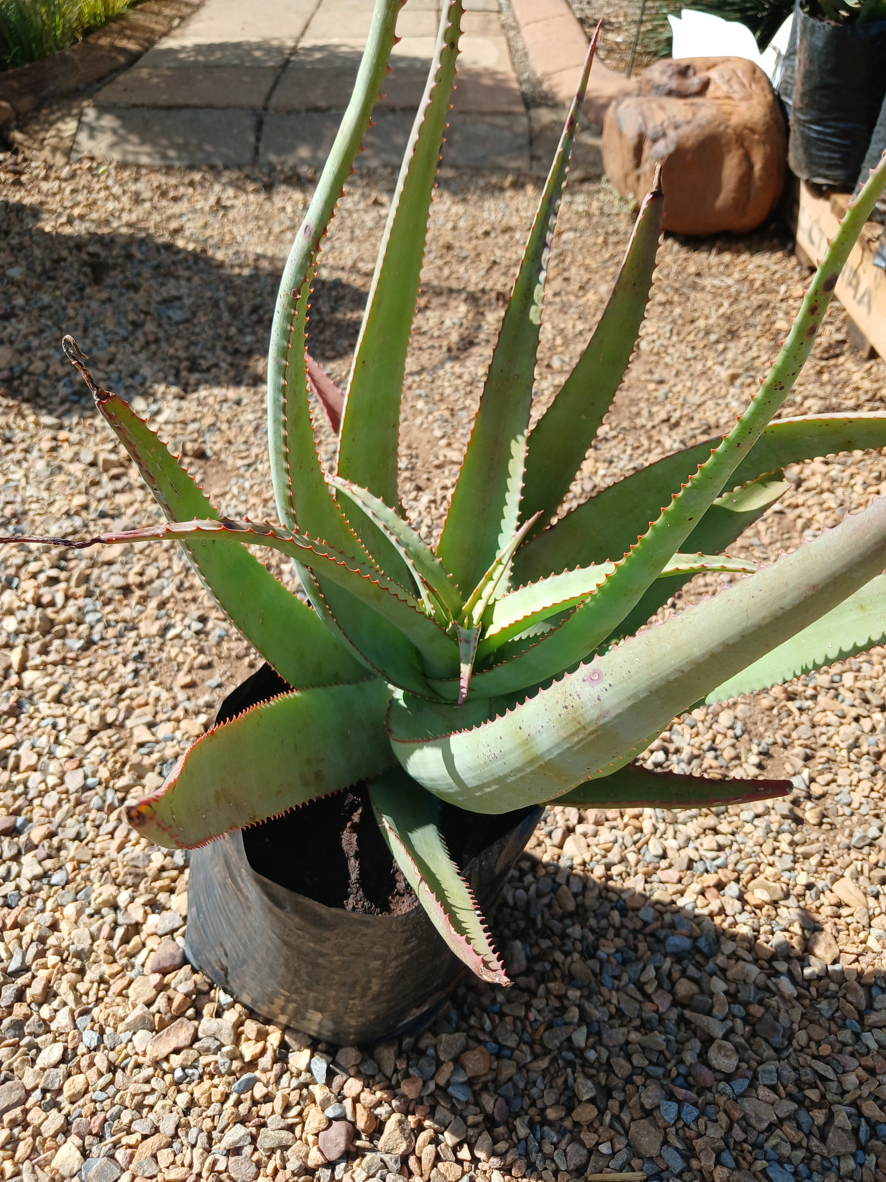Aloe Cryptopoda 10L