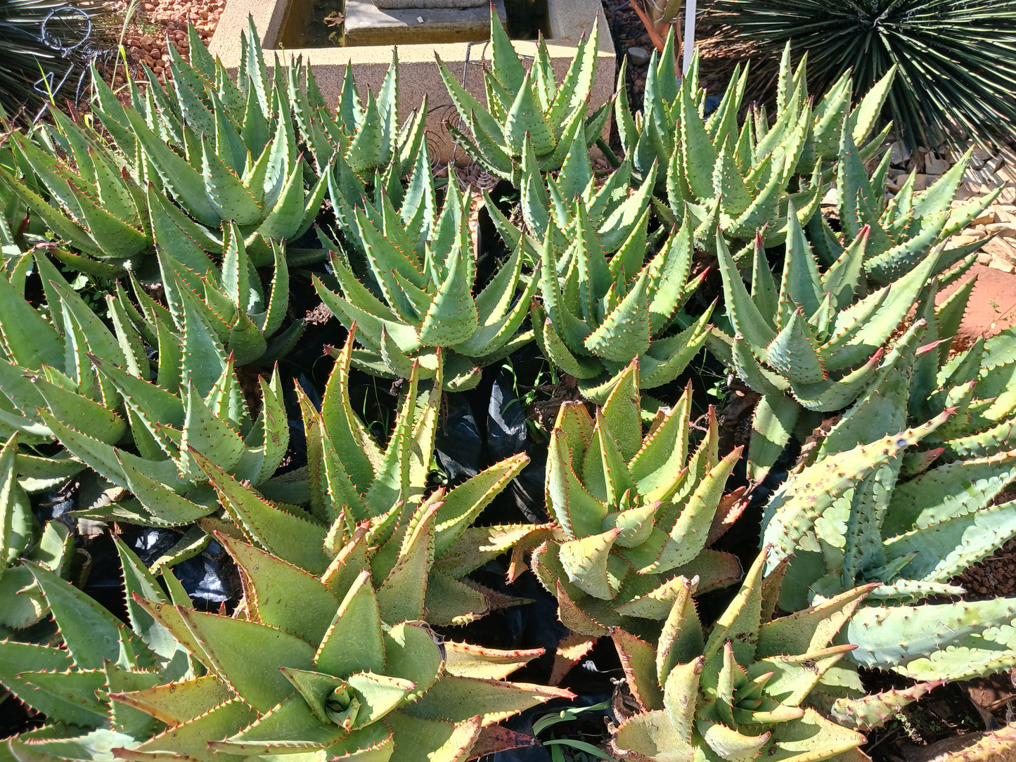 Aloe Spectabilis 10L