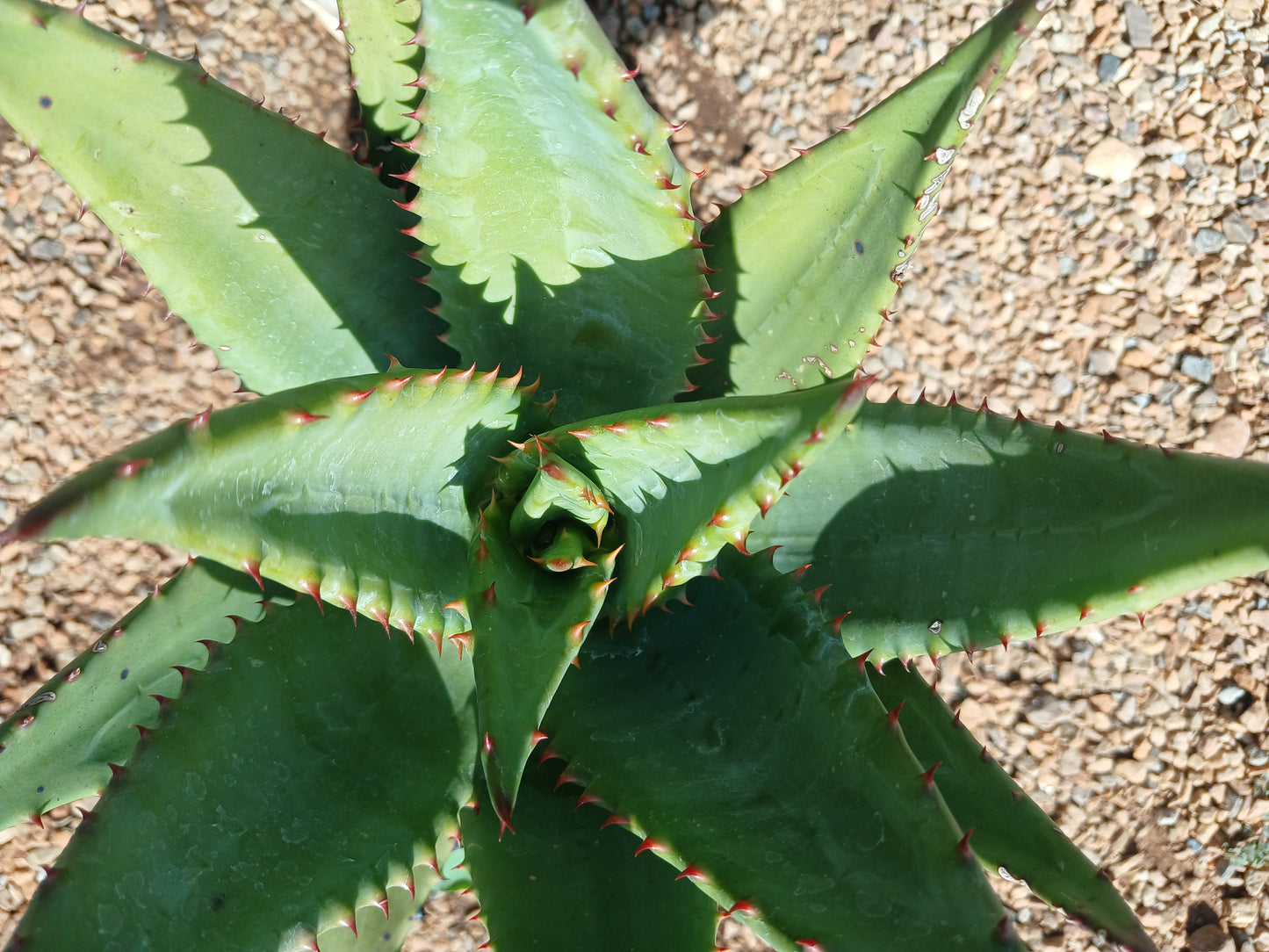 Aloe Spectabilis 10L