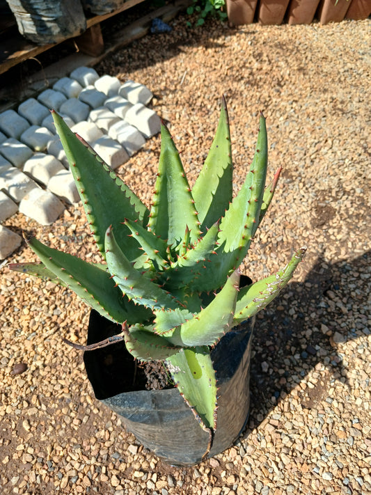 Aloe Spectabilis 10L