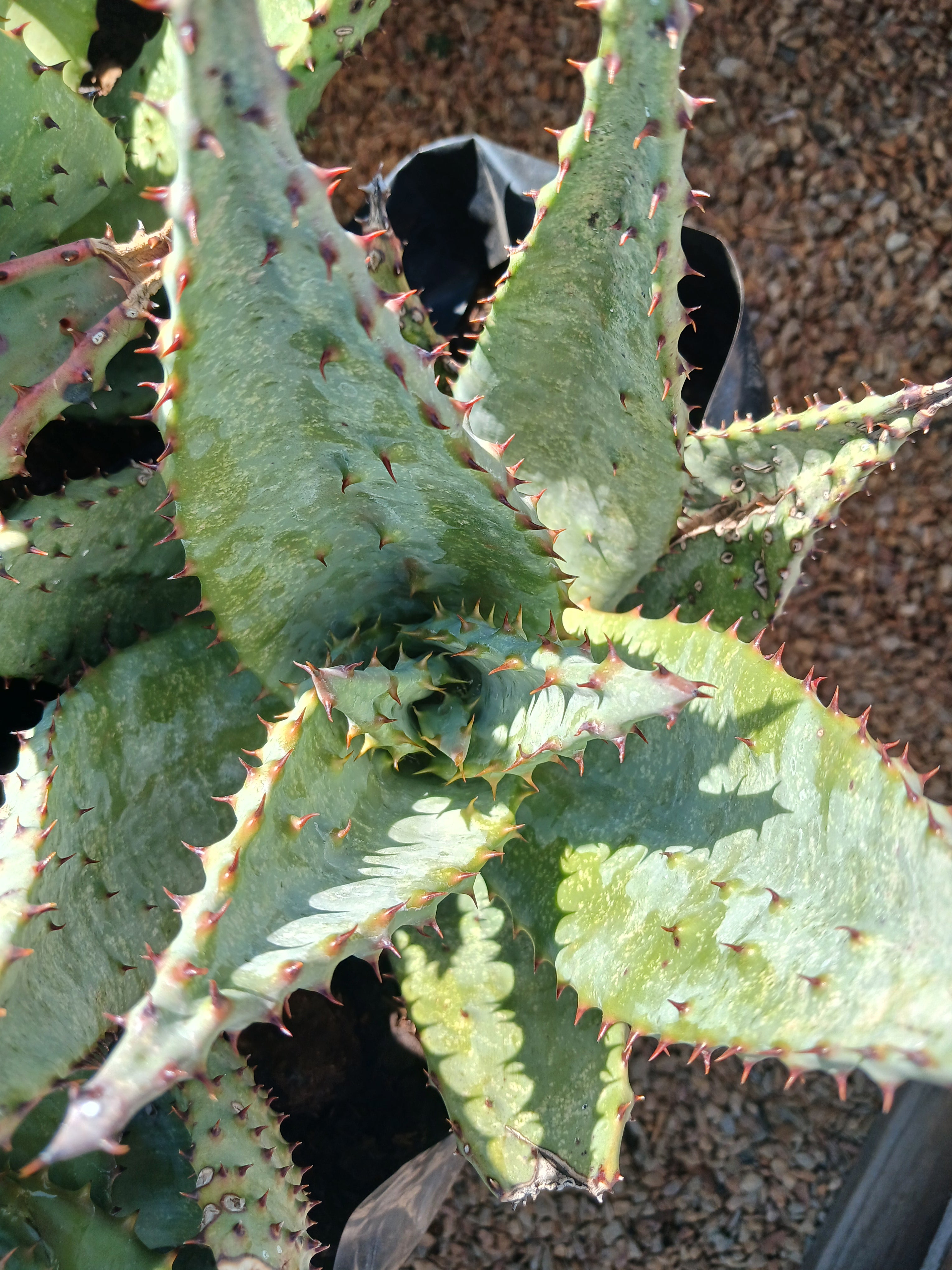 Aloe Marlothii 10L
