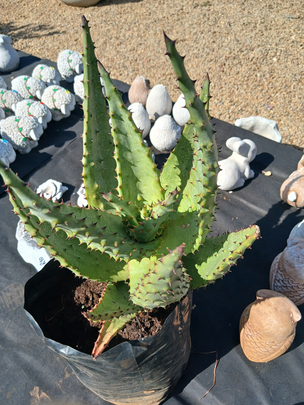 Aloe Marlothii 10L