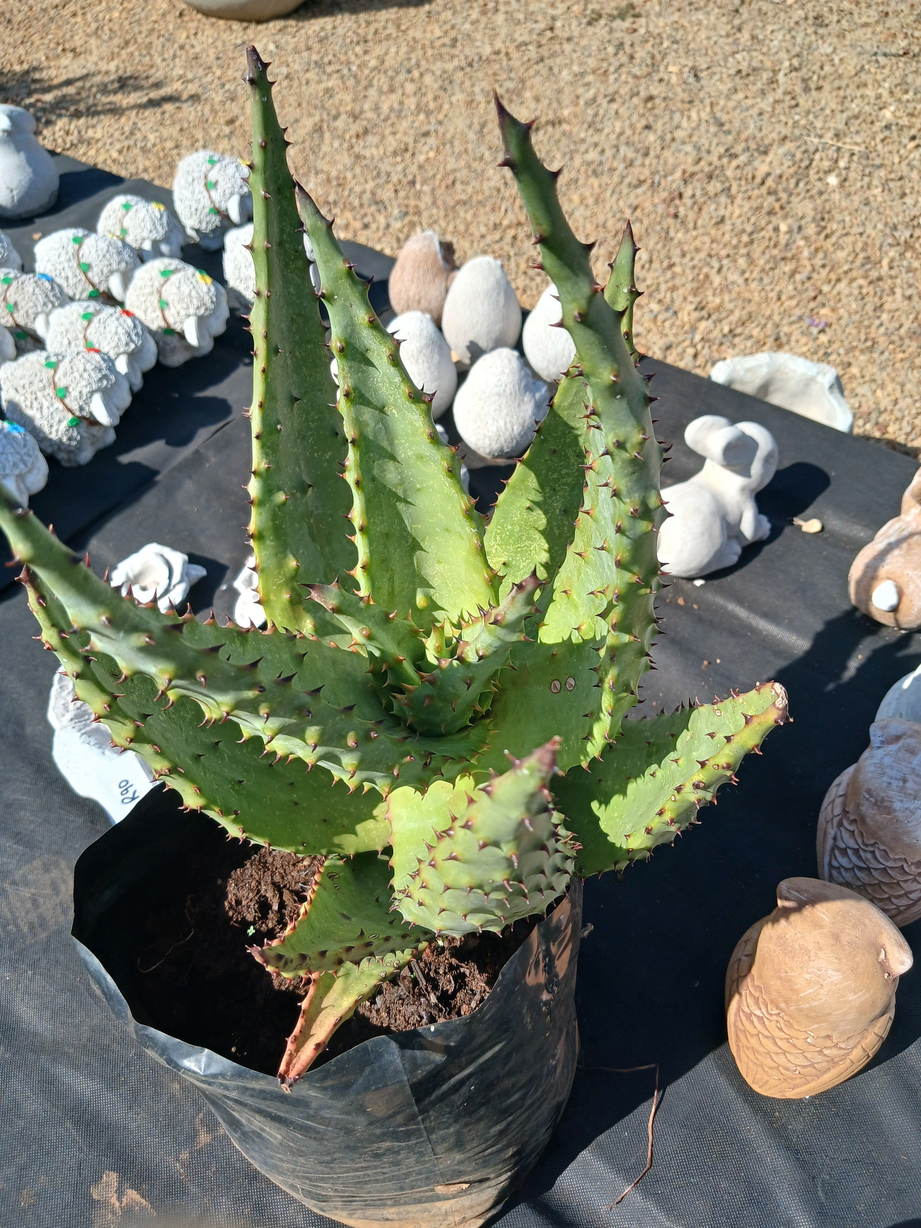 Aloe Marlothii 10L