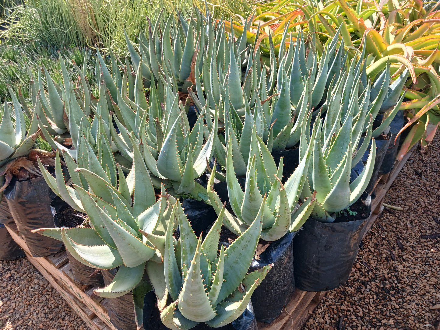 Aloe Wickensii 10L