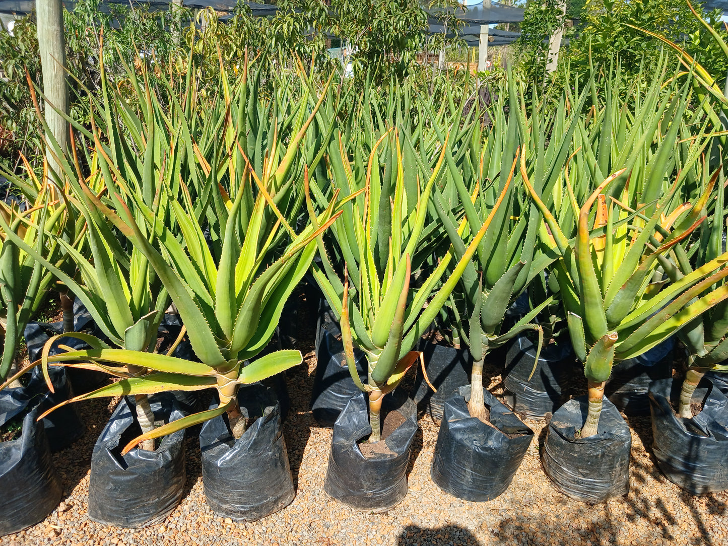 Aloe Bainsii 'Tree Aloe' 20L