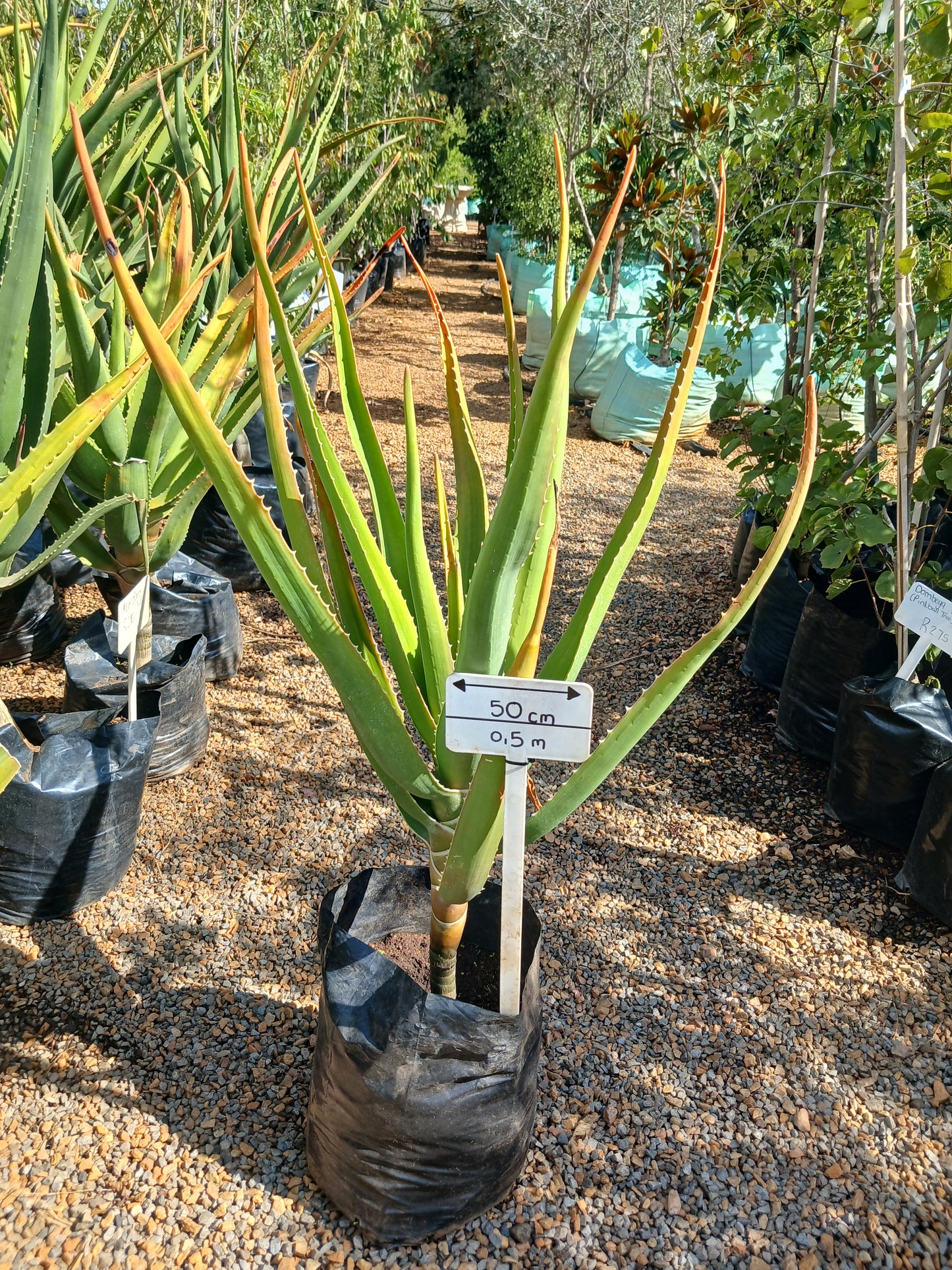 Aloe Bainsii 'Tree Aloe' 20L